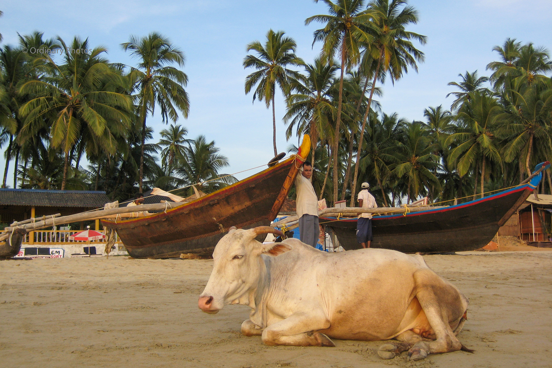 A cow in front of a fishing boat on the beach in Palolem