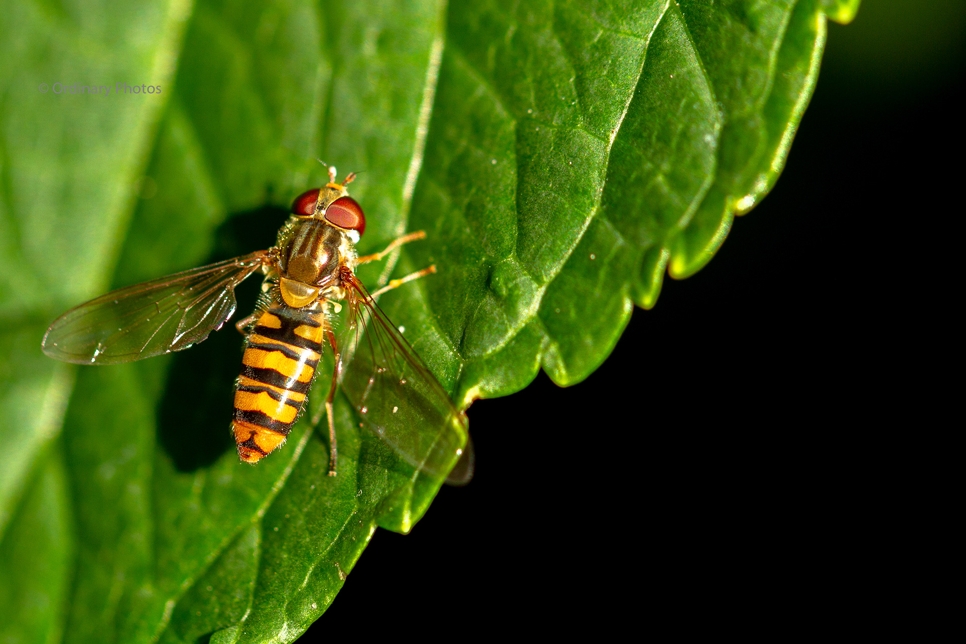 The close-up of a hoverfly