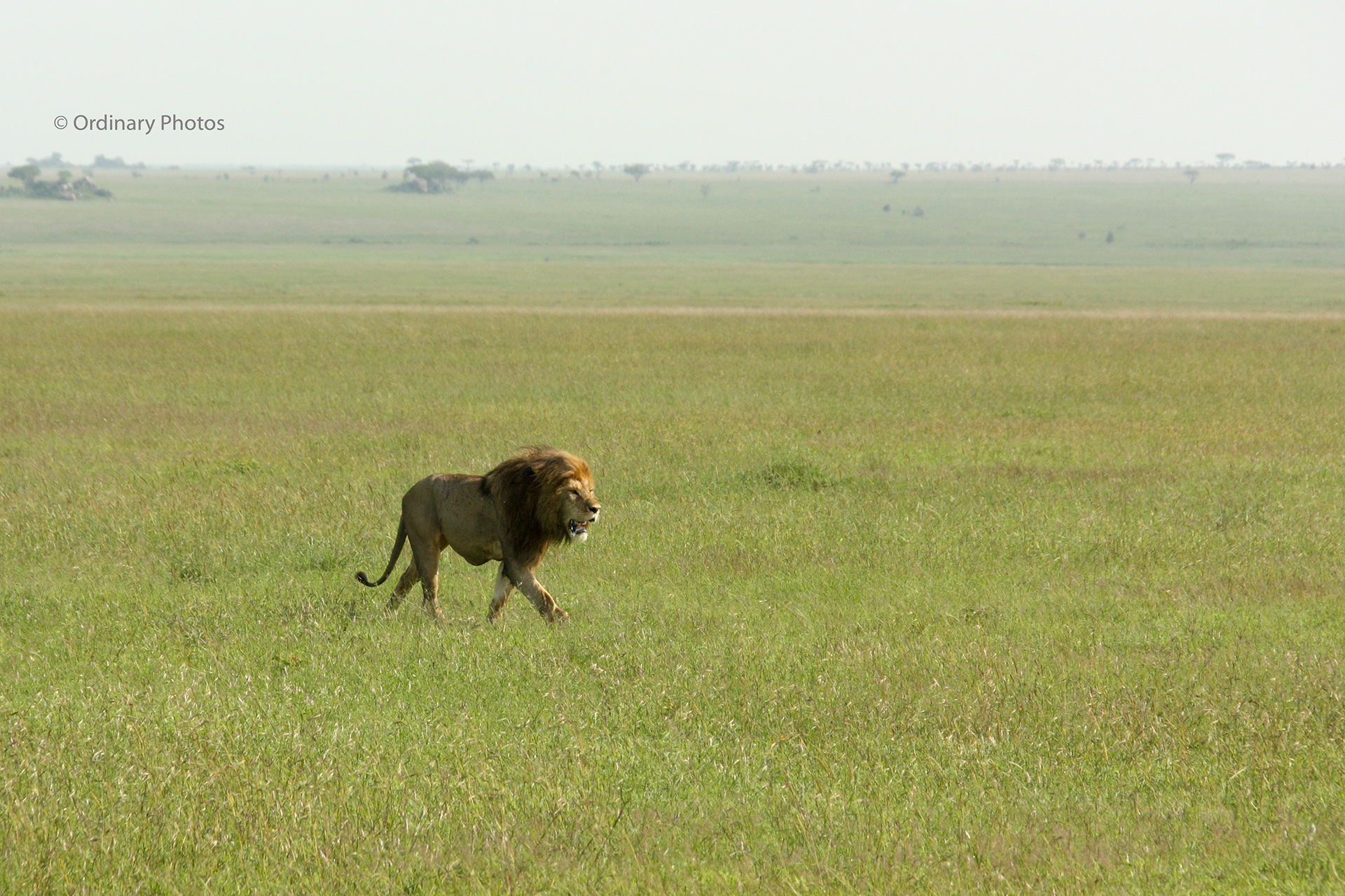 A somewhat older male lion in Tanzania