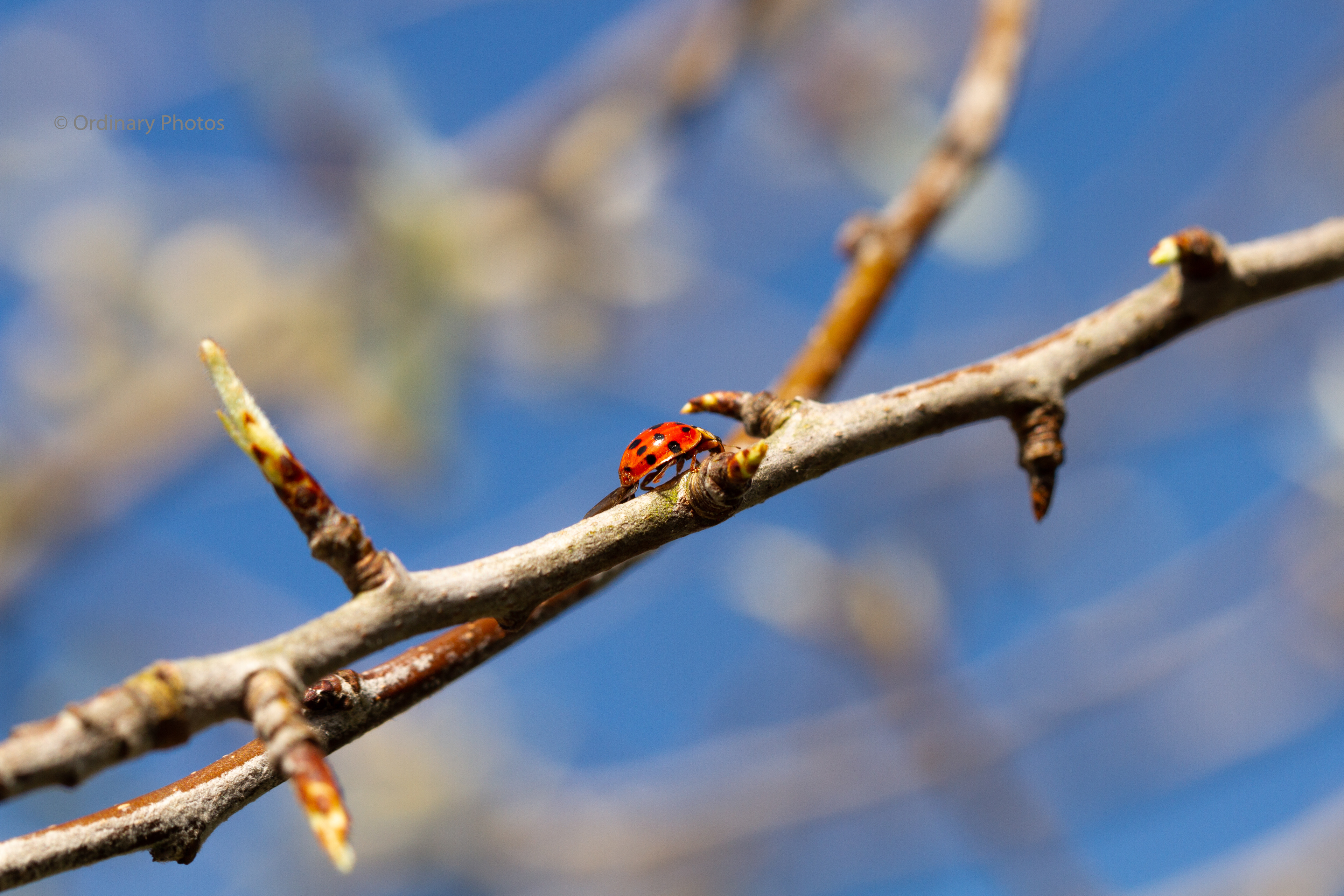 A ladybird on a branch against a blue sky