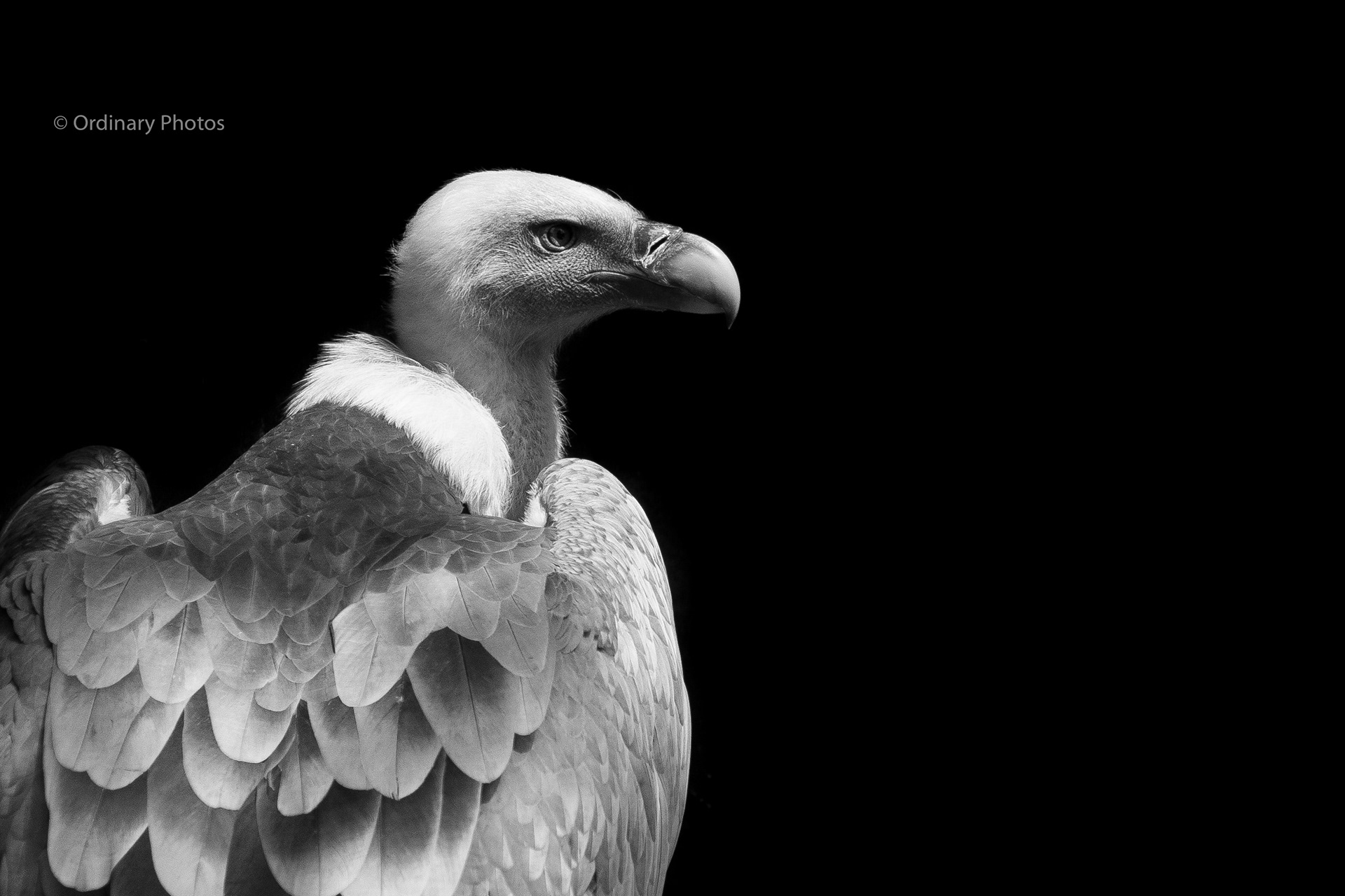 The Eurasian griffon vulture in Dierenpark Amersfoort