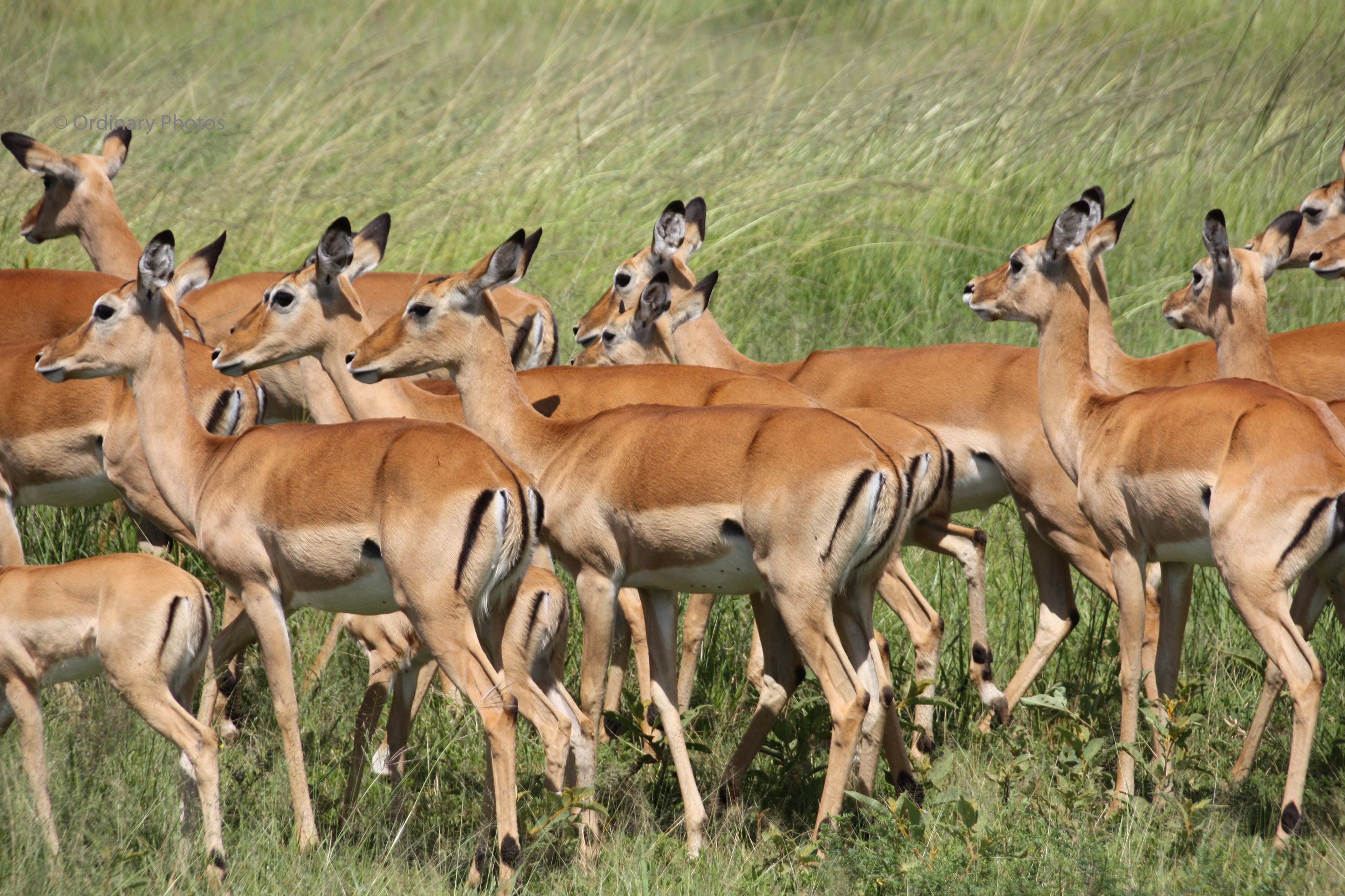 Impala's (vrouwtjes) in de Serengeti