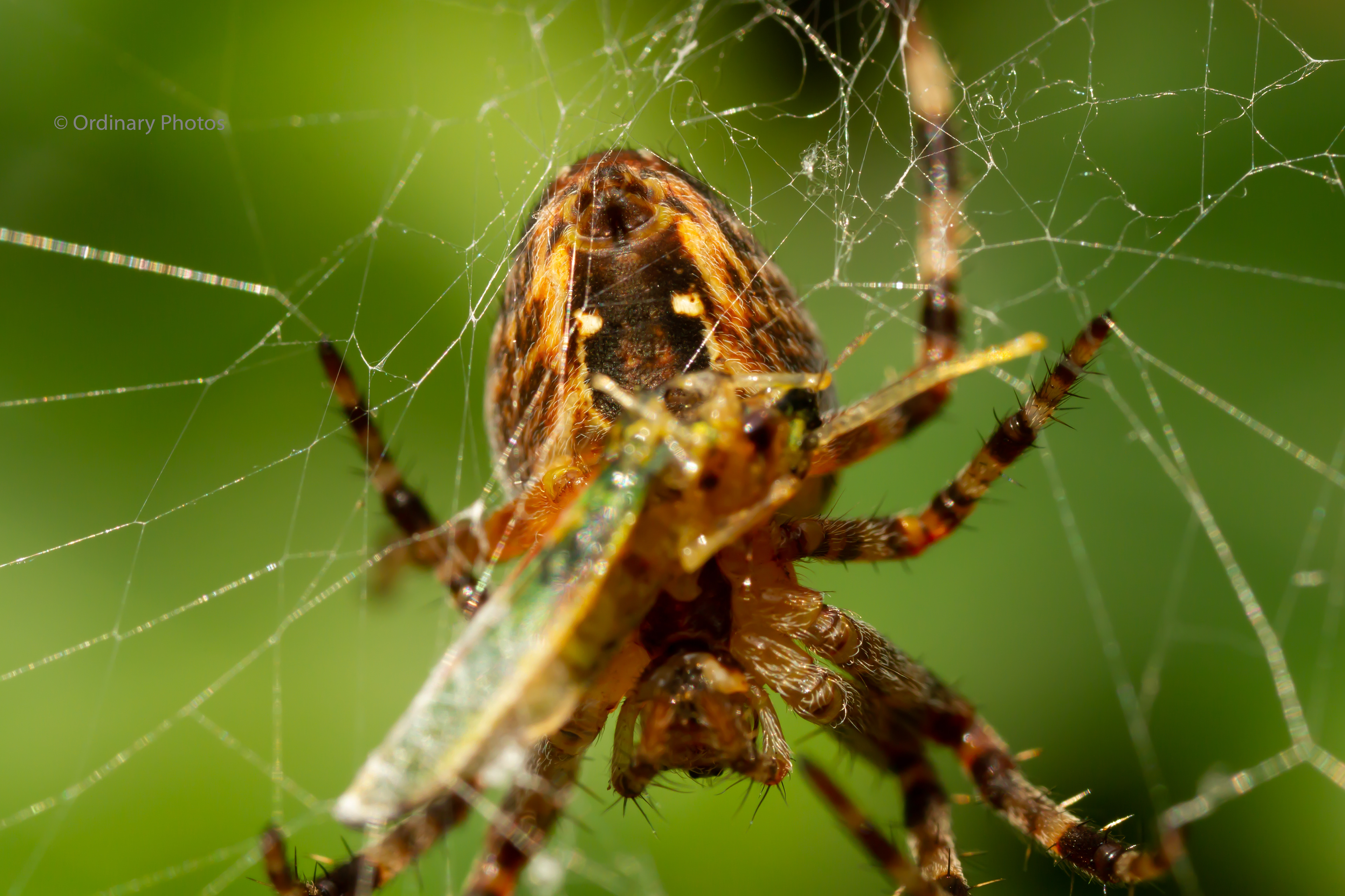 A garden spider with prey caught in its web