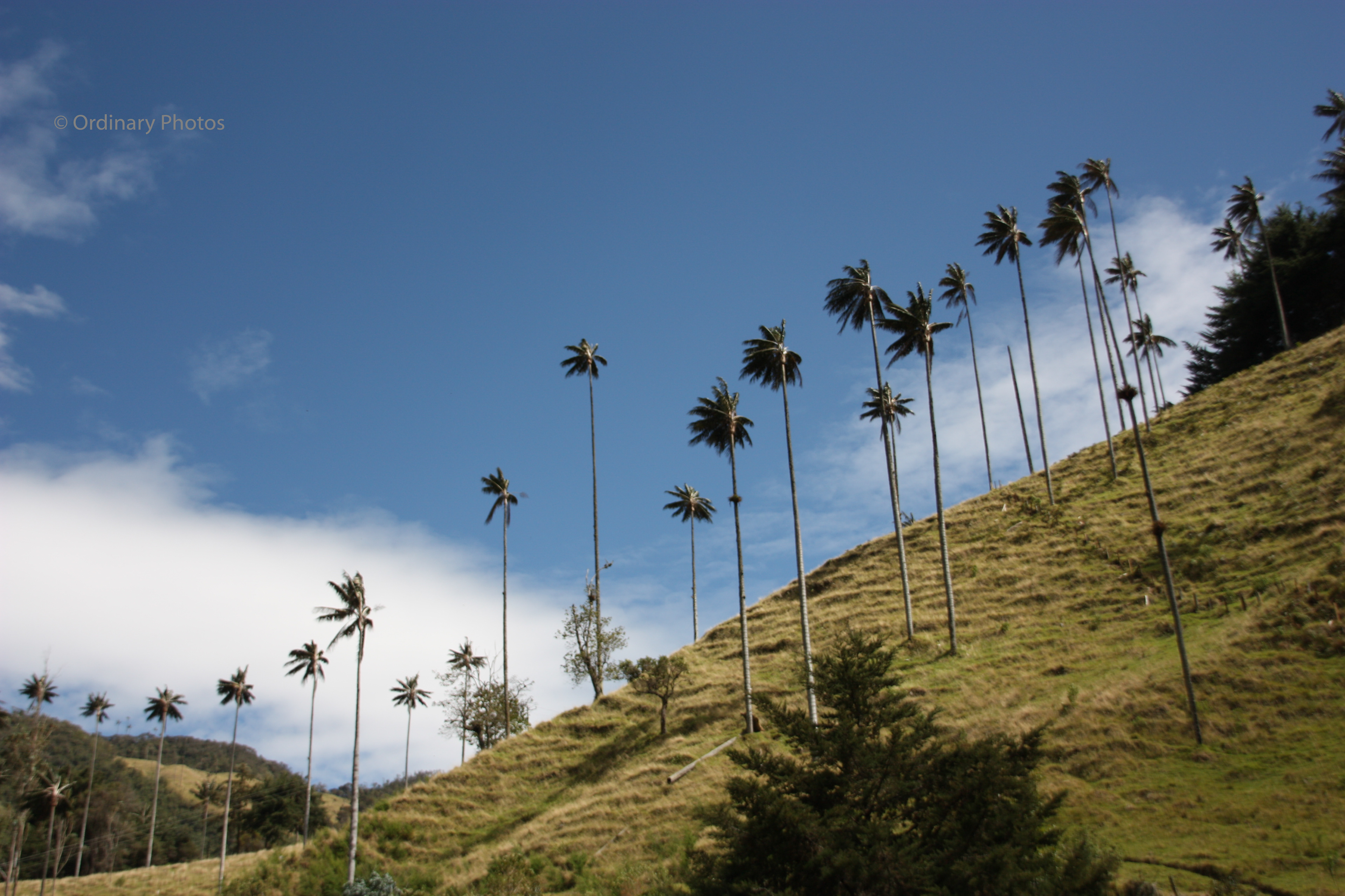 De palmbomen van Valle de Cocora in de buurt van Salento
