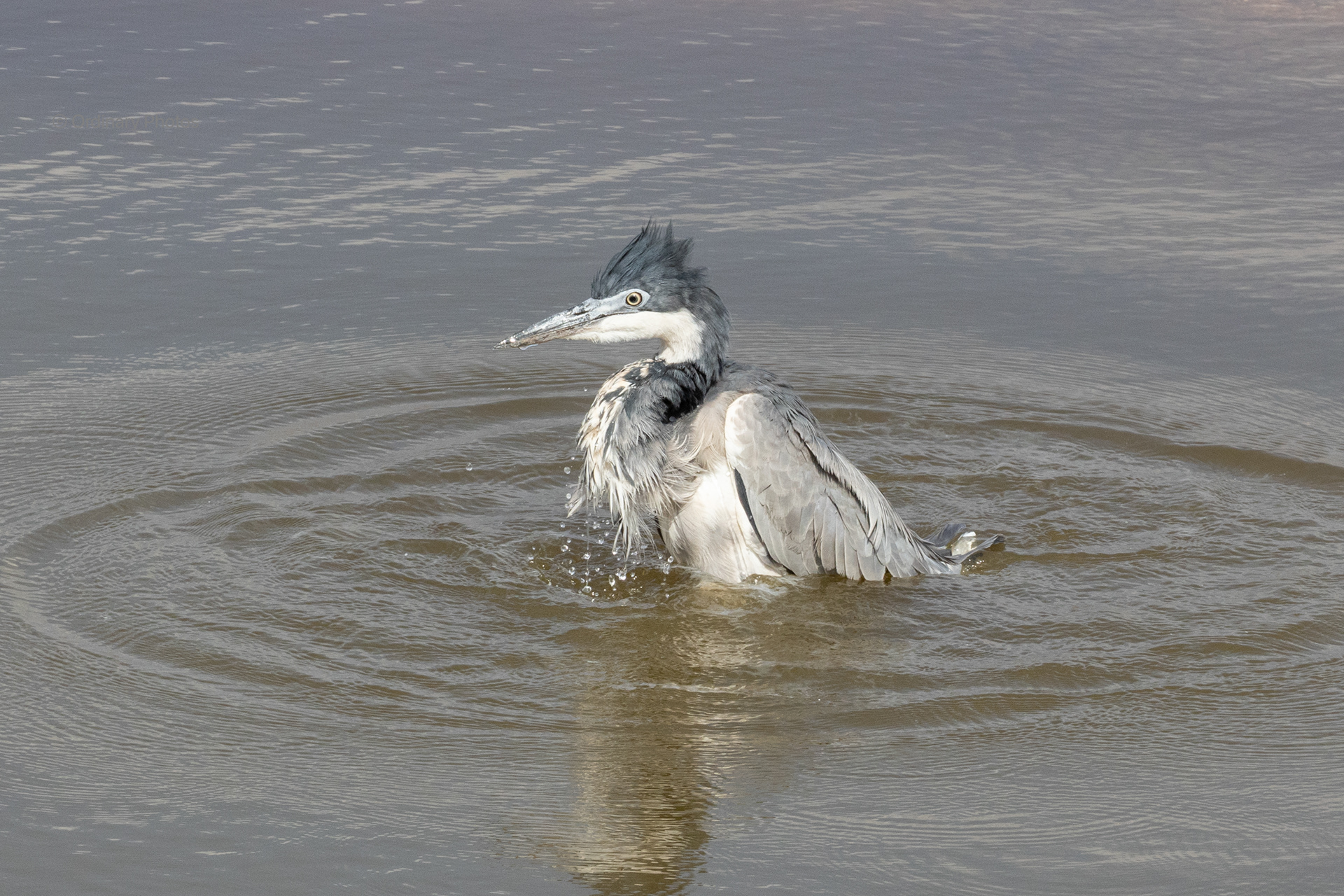 Heron in Tsavo West, Kenya