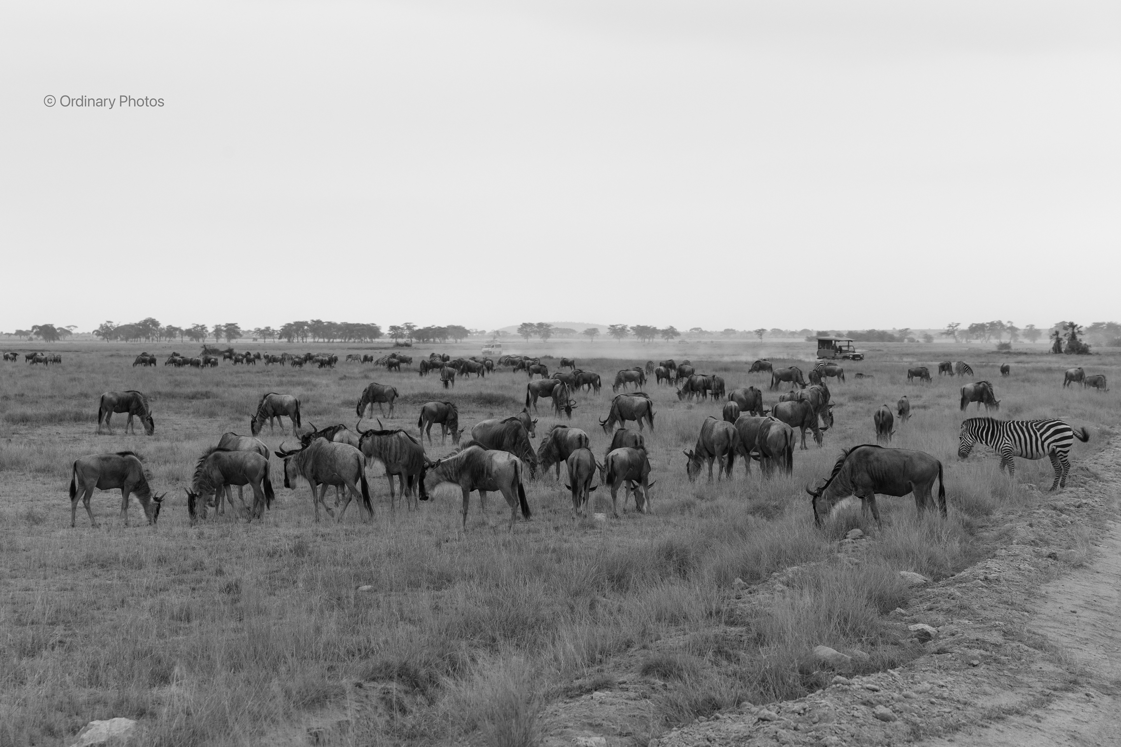 Wildebeest and zebras in Amboseli National Park
