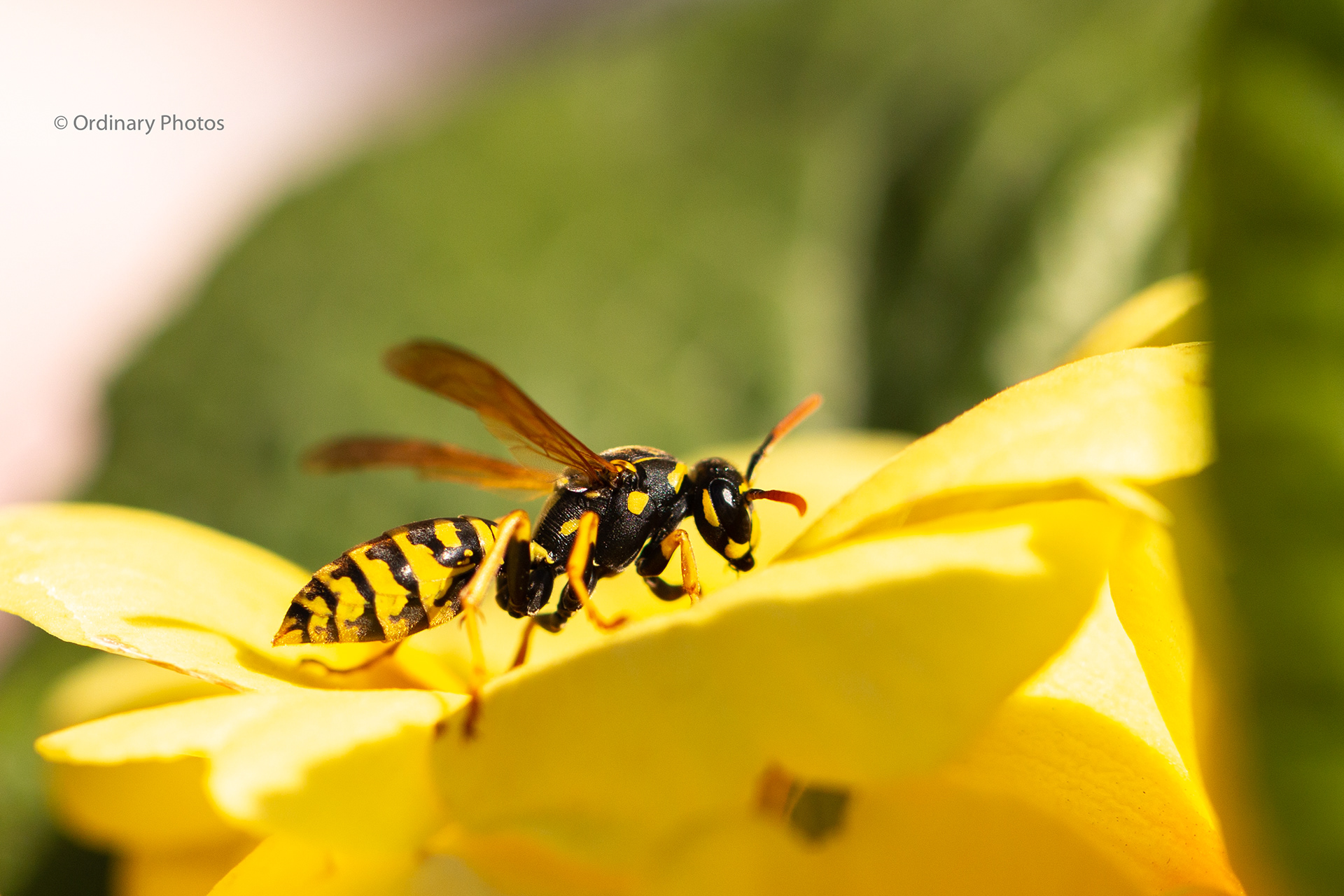 A wasp on a yellow flower, end of April in the Netherlands