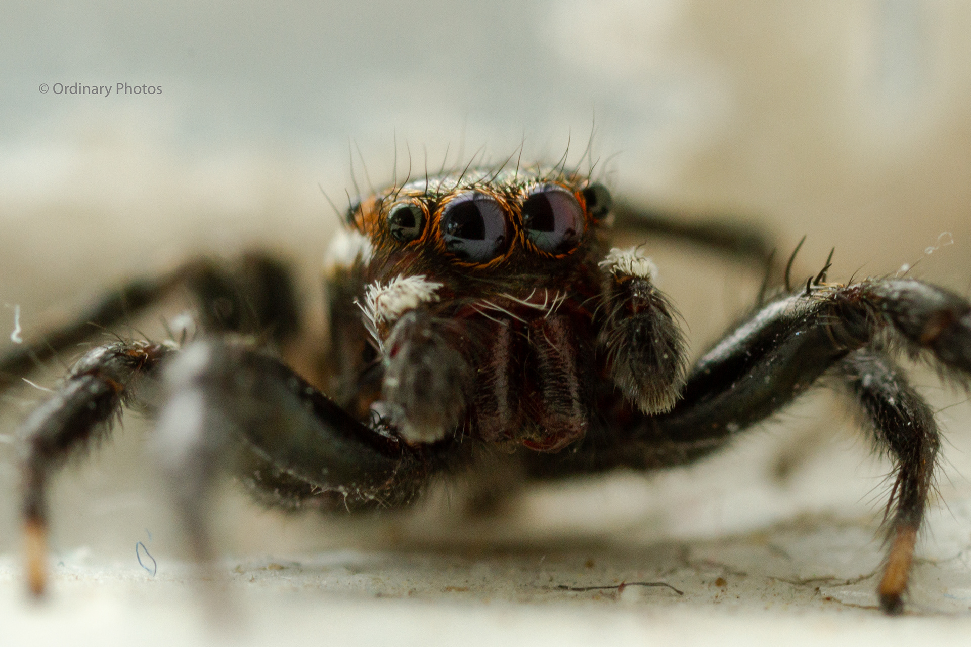 A macro close-up of a little spring spider