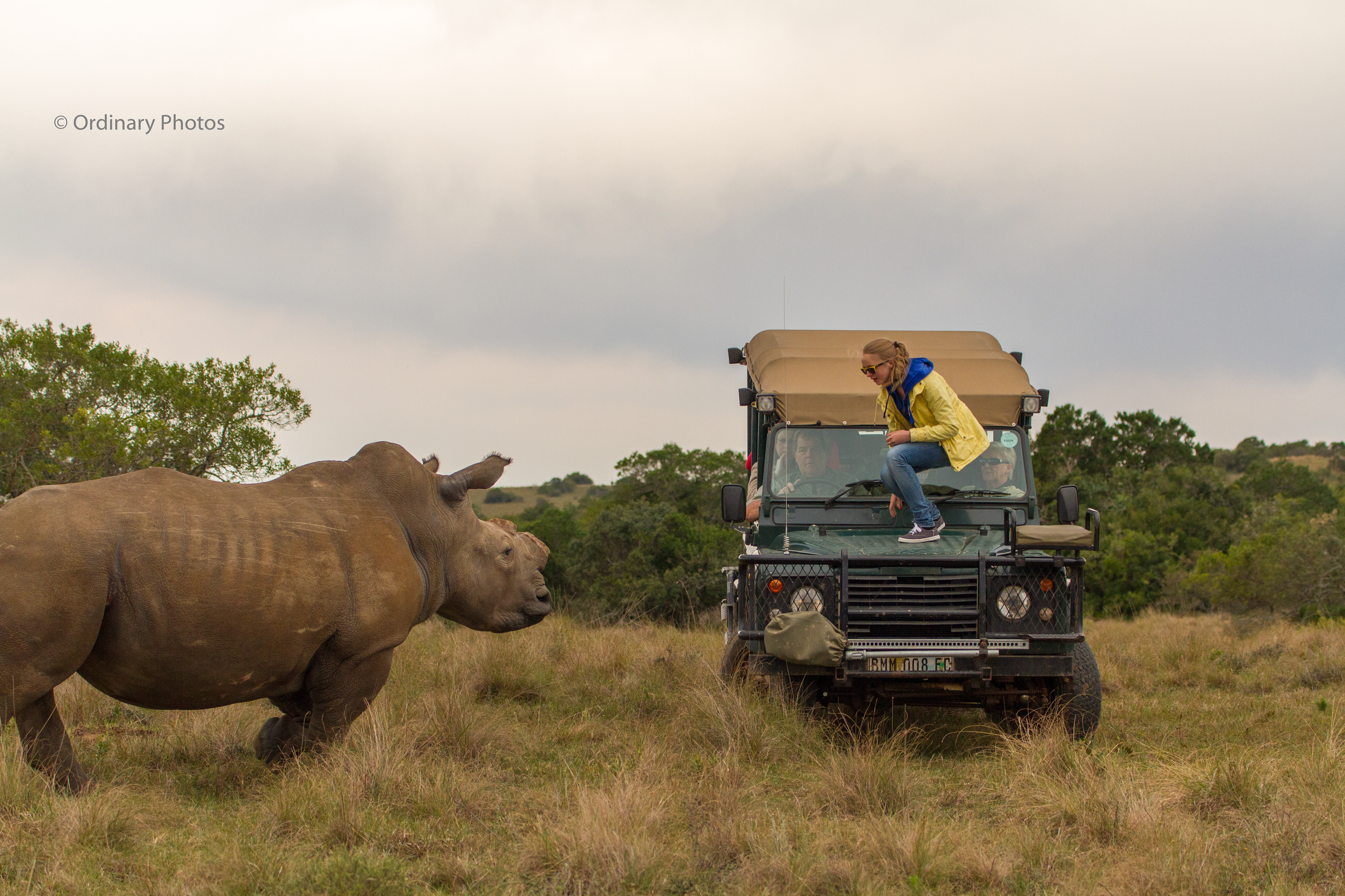 Such a white rhinoceros is quite intimidating