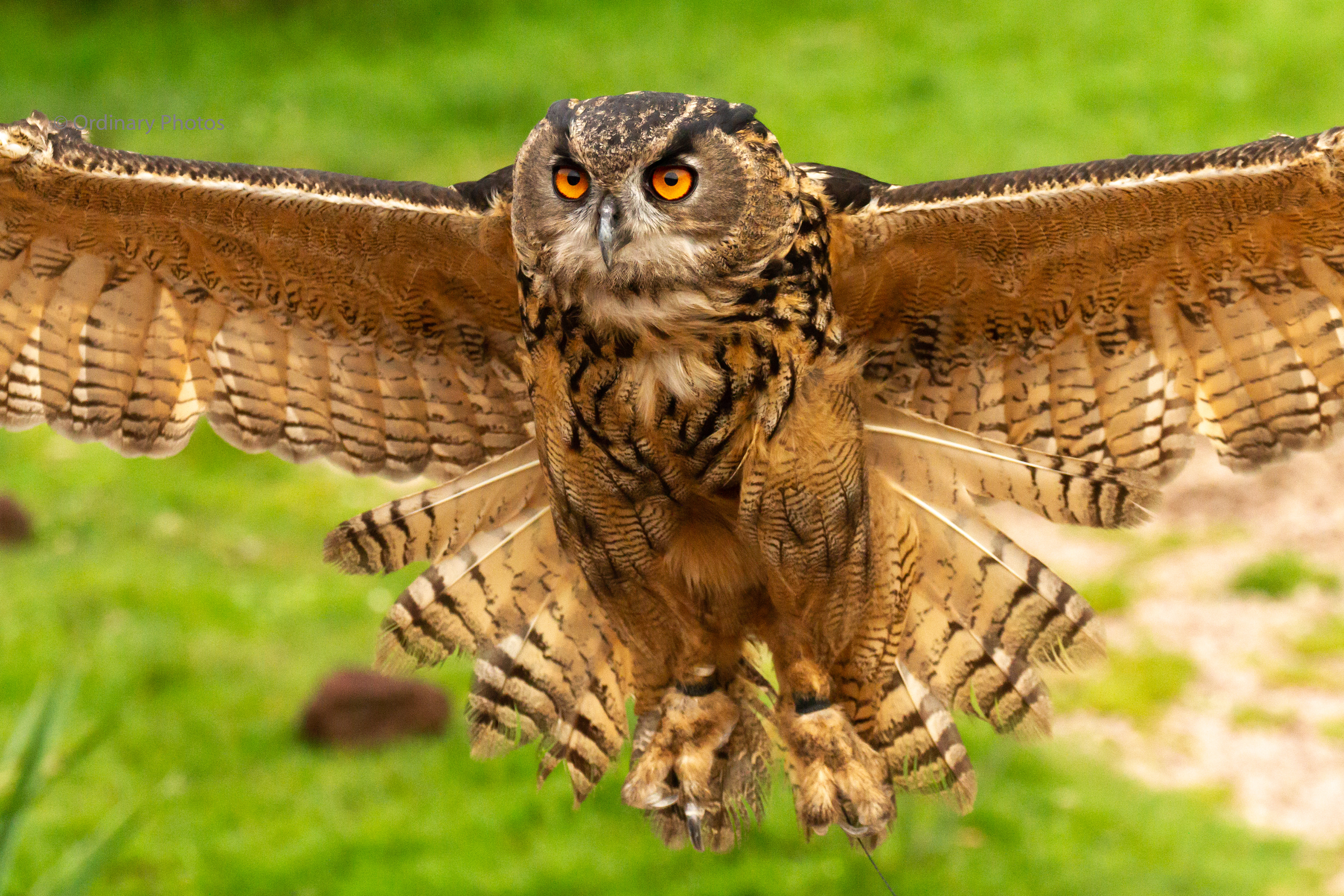 The European eagle owl in Vogelpark Avifauna