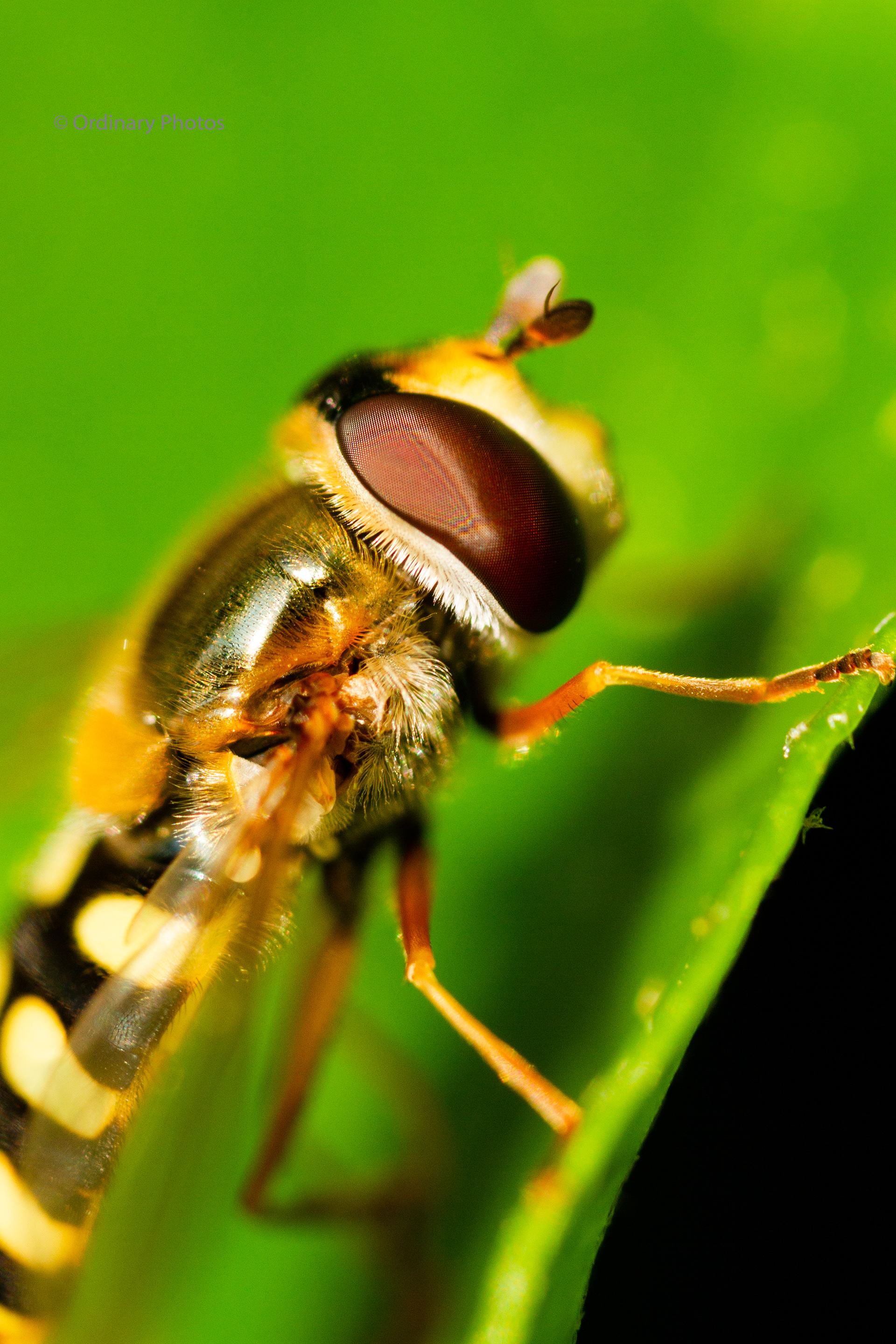 Close-up of a Eupeodes luniger (hoverfly)