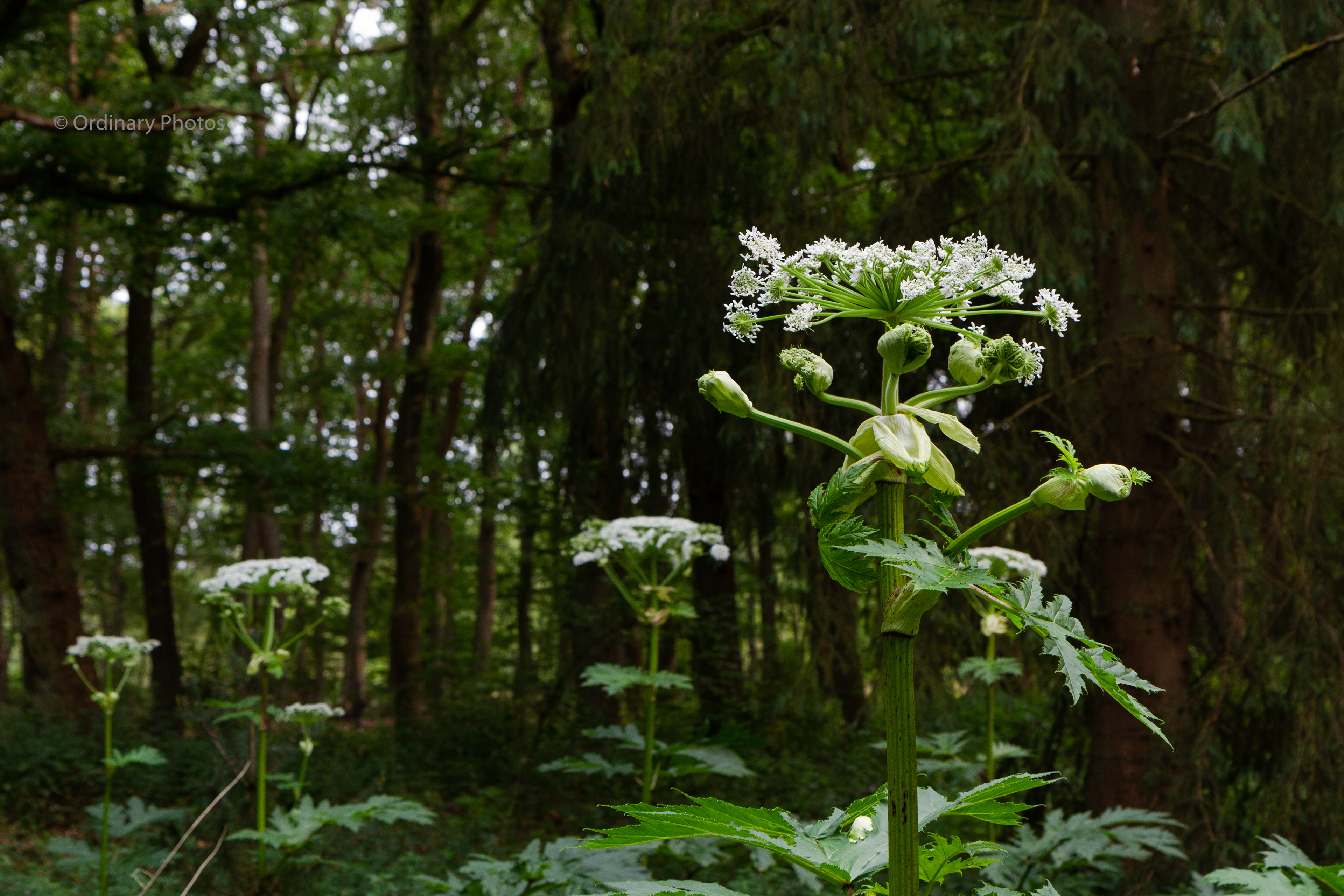 Giant hogweed at Park Vliegbasis Soesterberg
