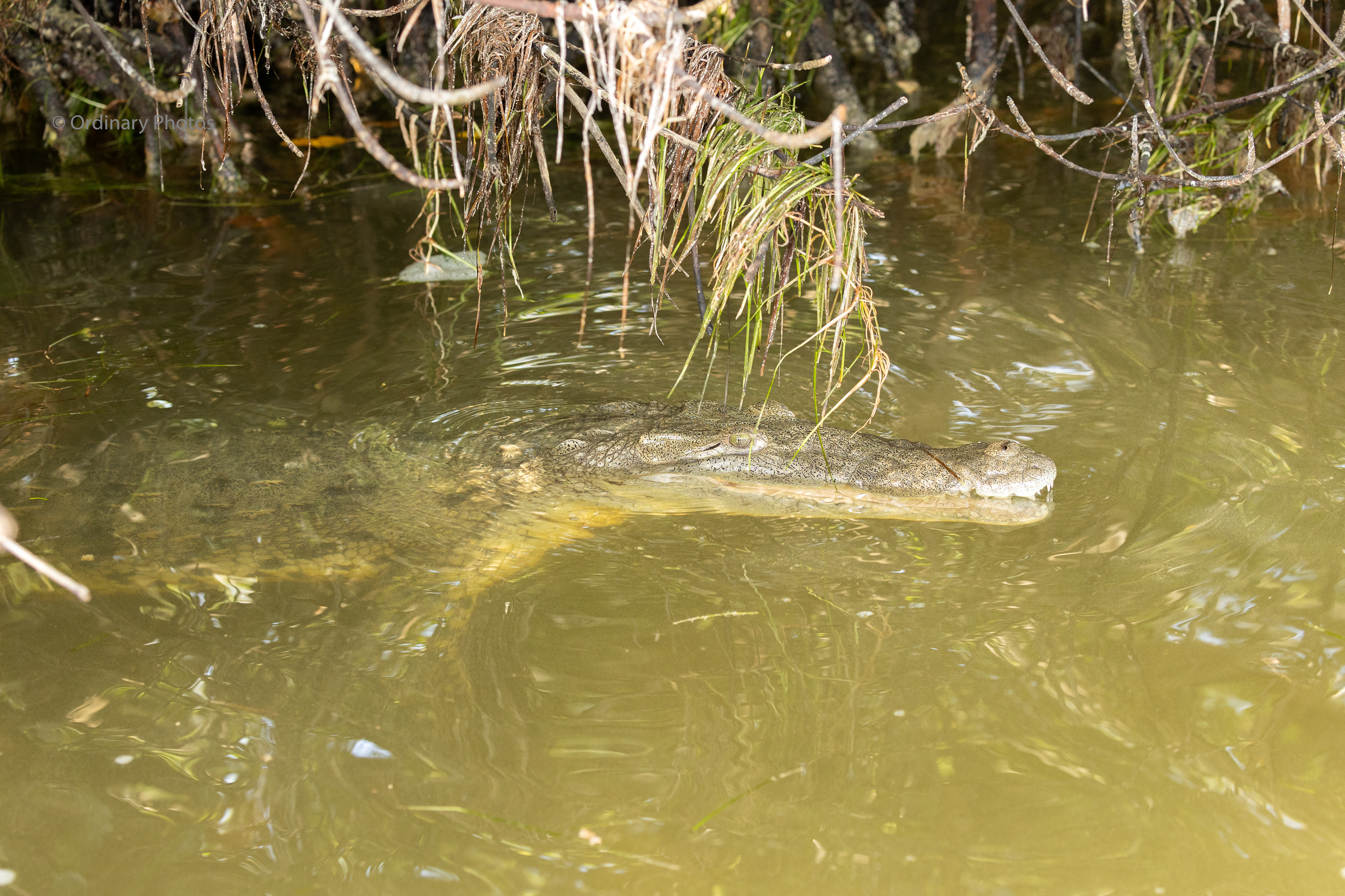 A crocodile hiding in the mangrove of Río Lagartos