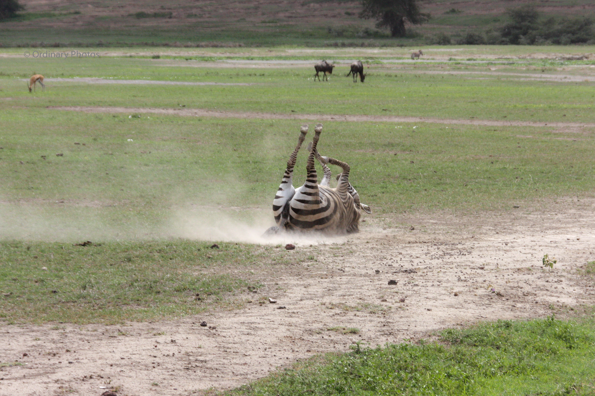 A zebra upside down in the Ngorongoro crater