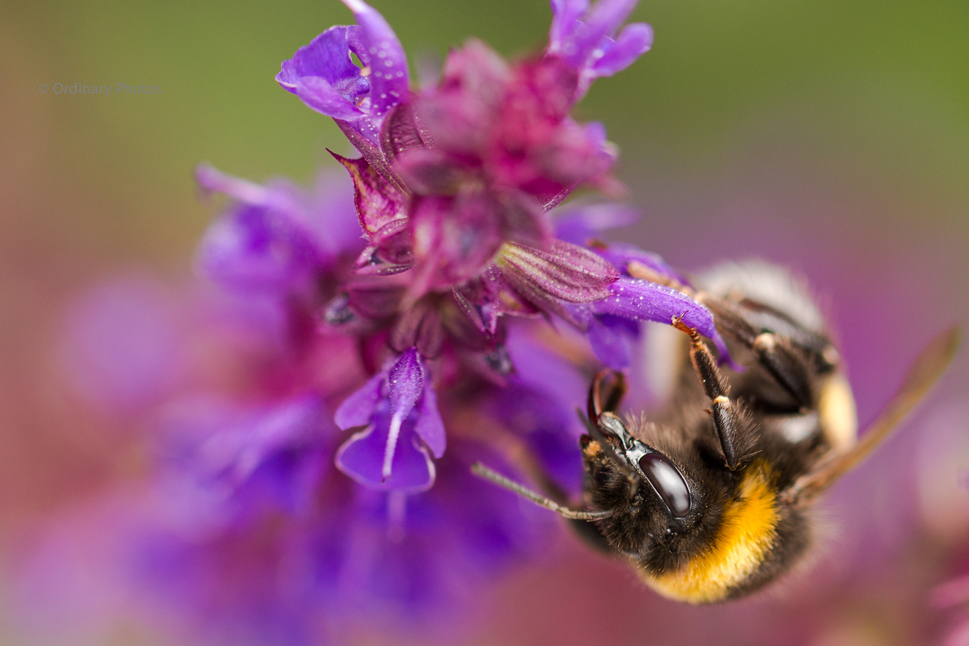 A bee on a purple flower in Nieuwegein