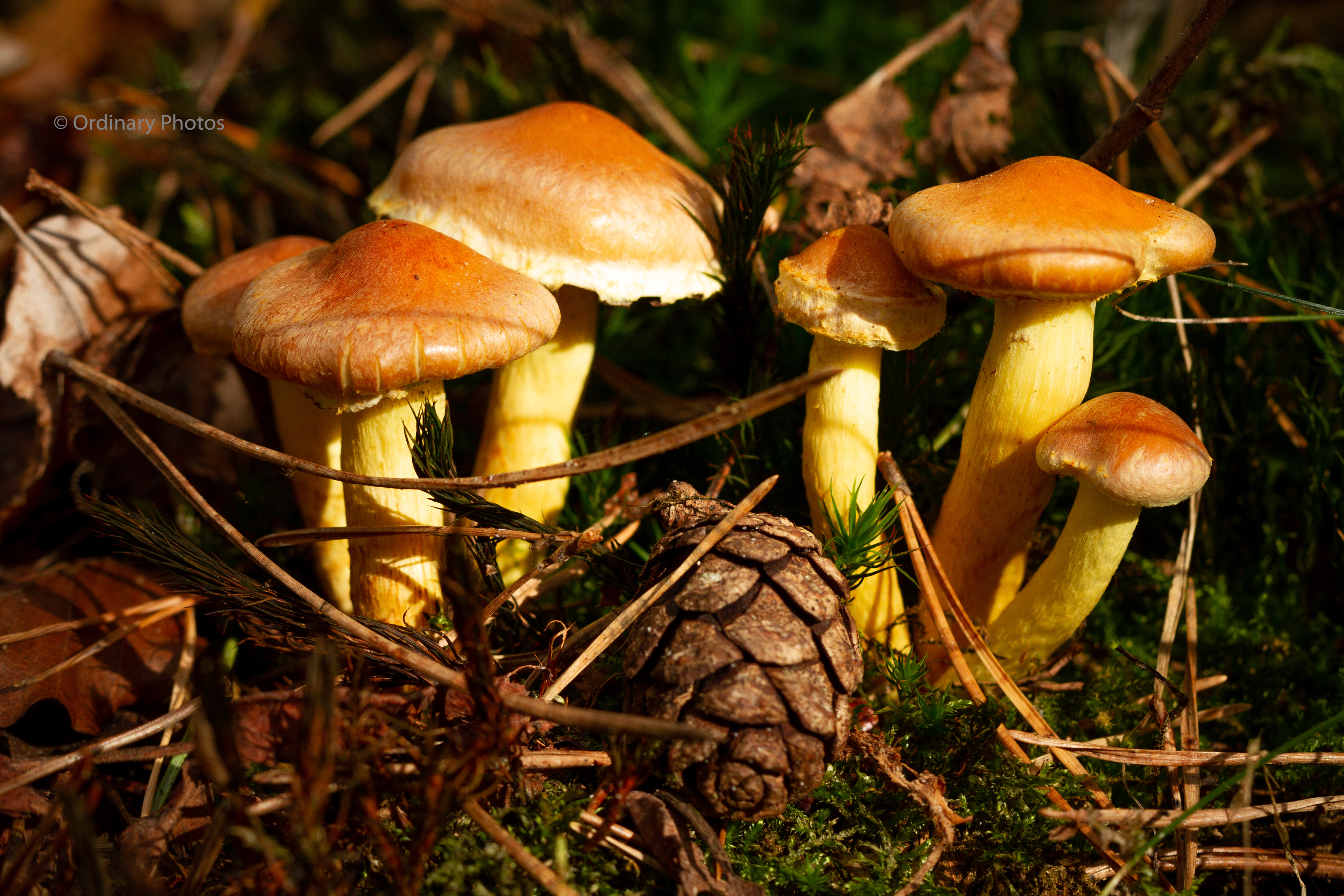 Toxic sulphur tuft in the Panbos