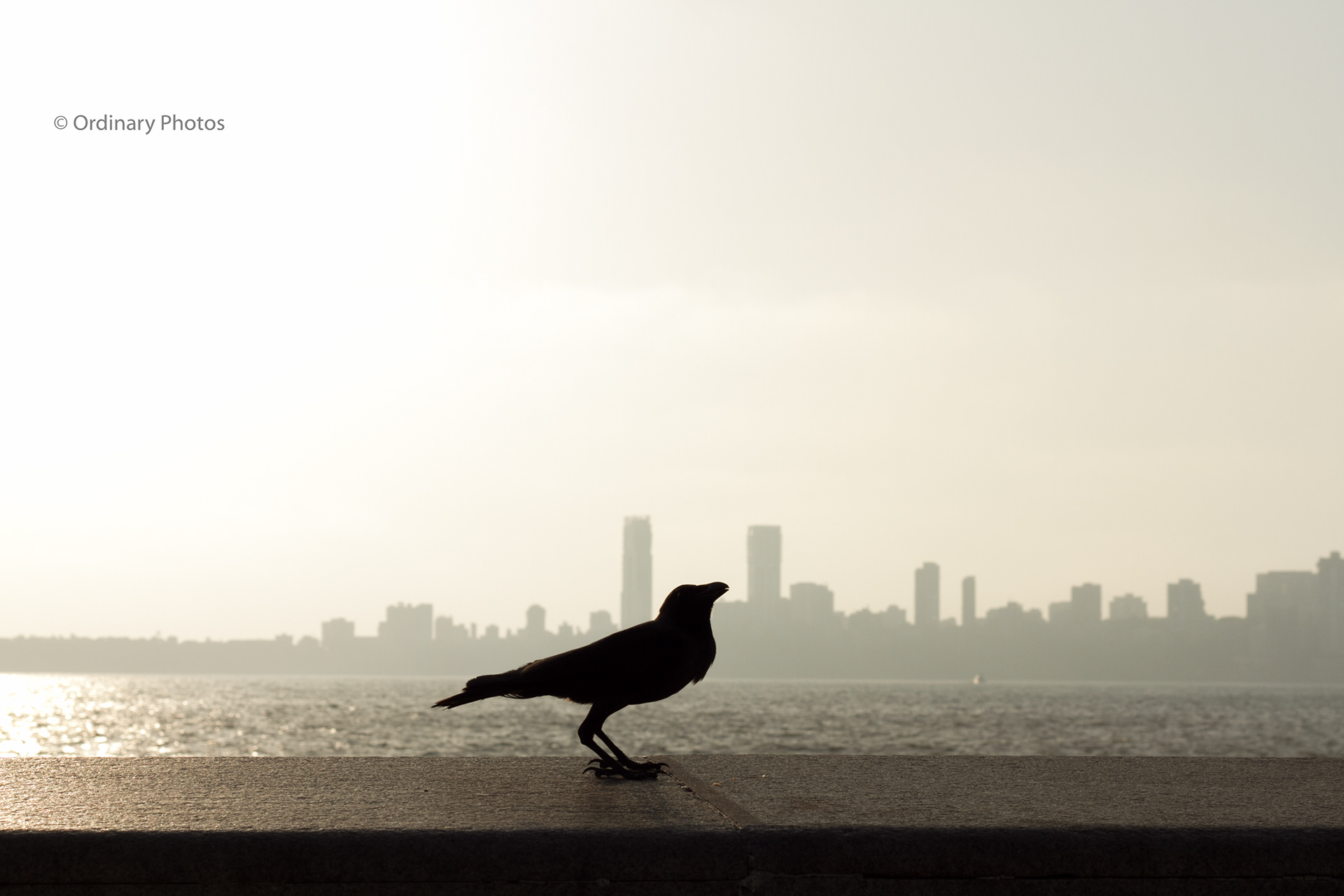 The silhouette of a crow on Marine Drive in Mumbai