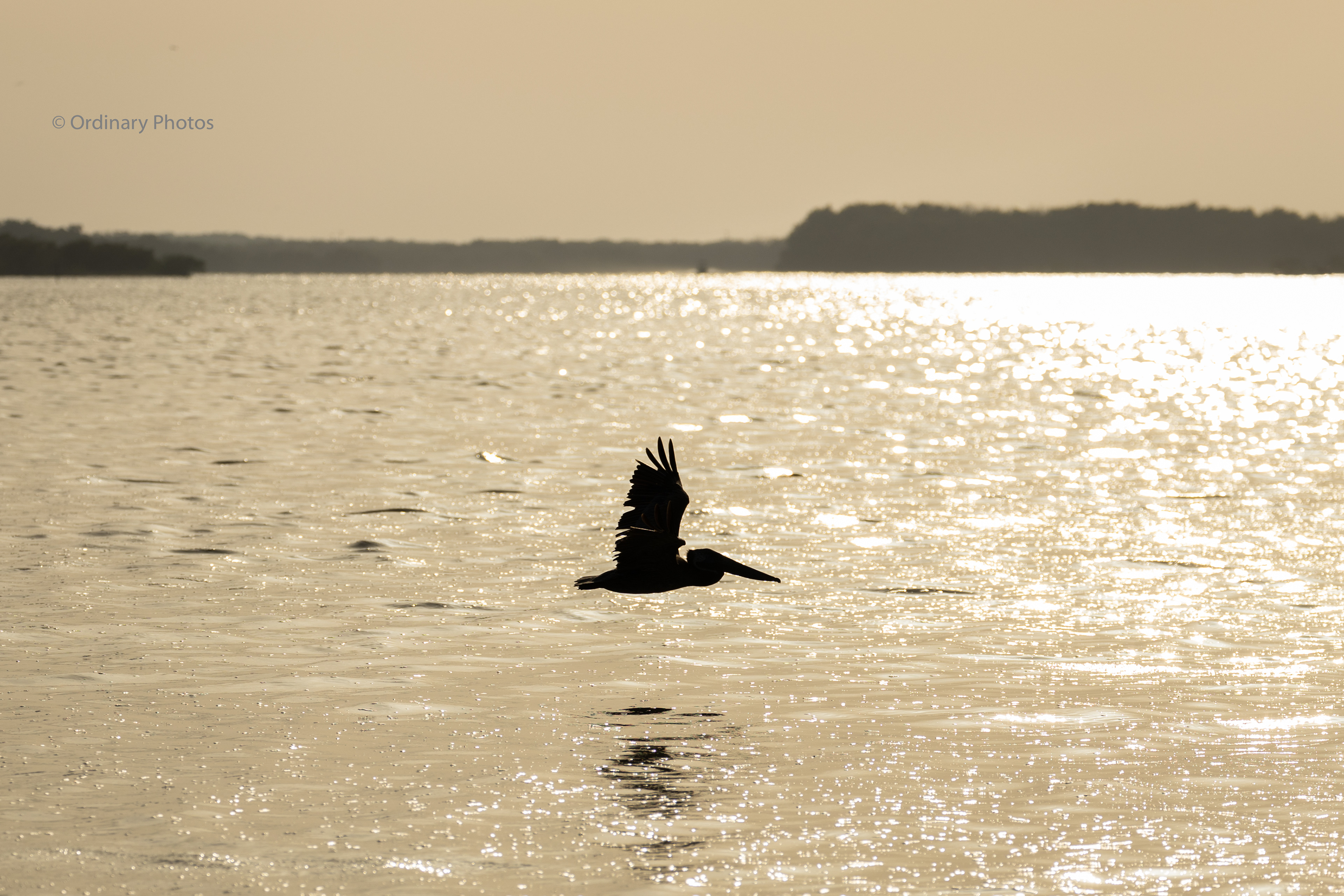 A pelican flying over the water at sunset