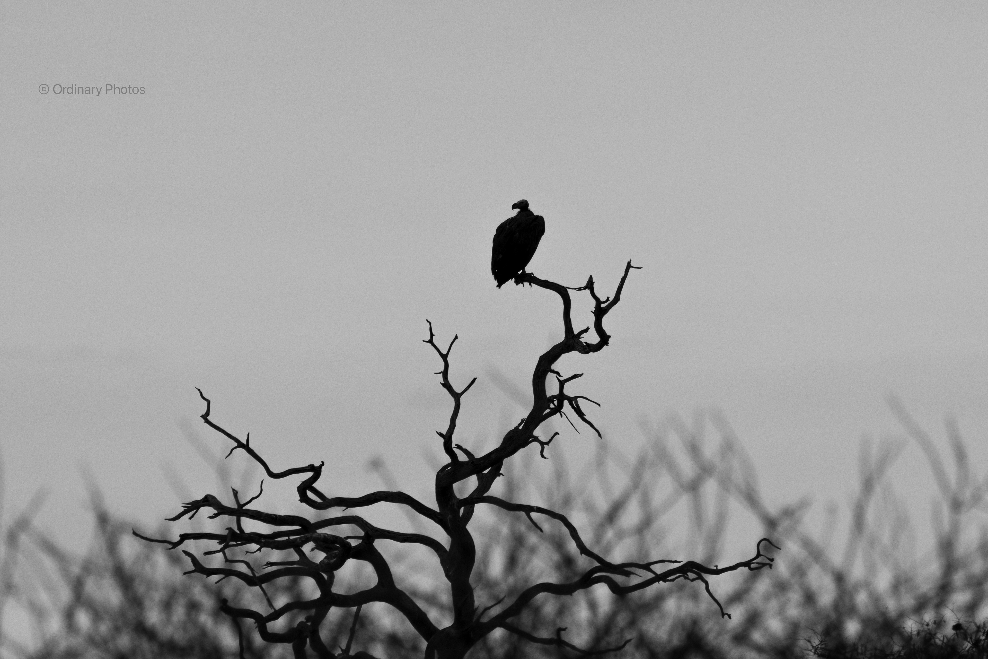 Vulture on a tree in Tsavo West