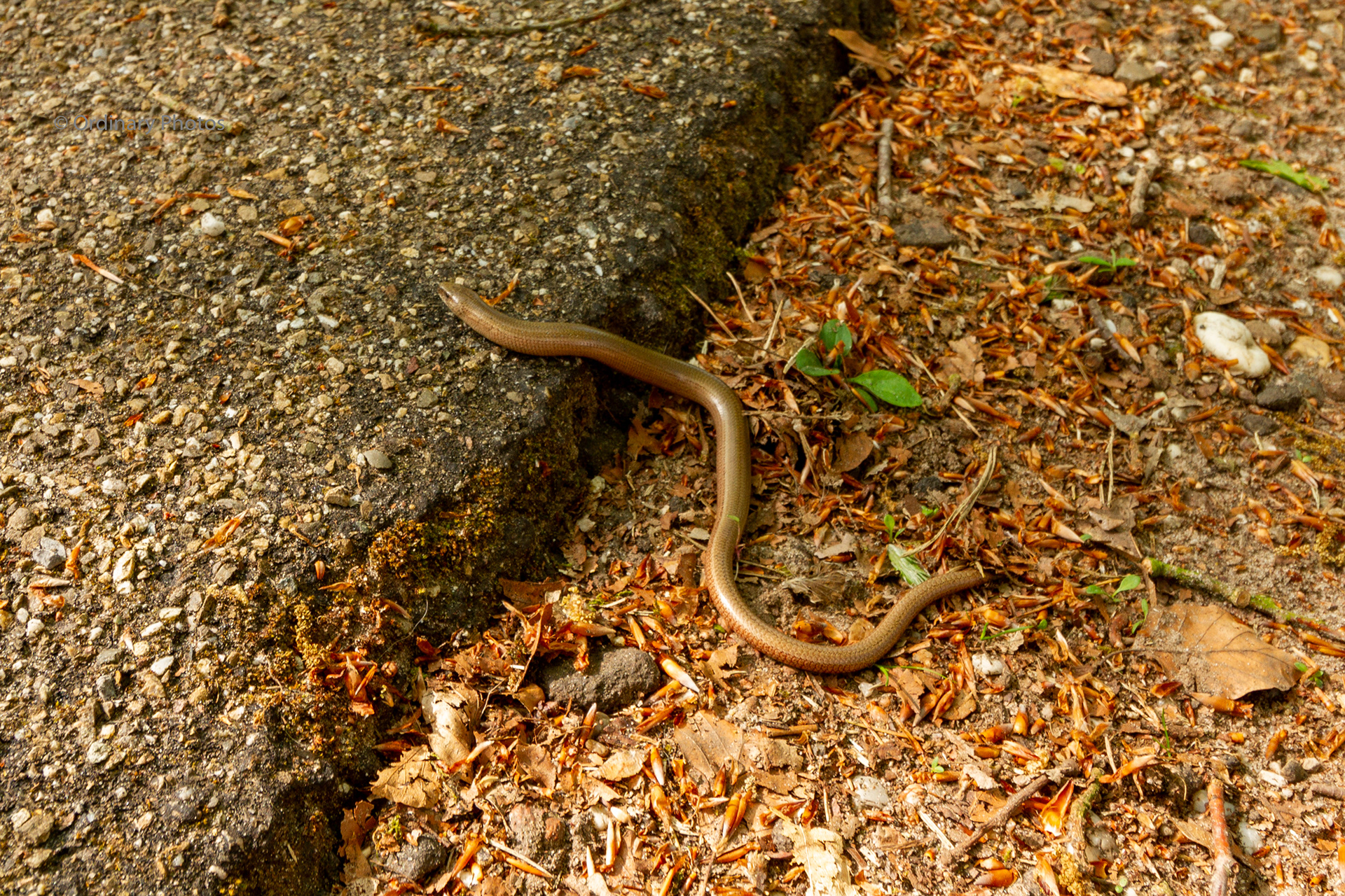 A slow worm in the Zeisterbos