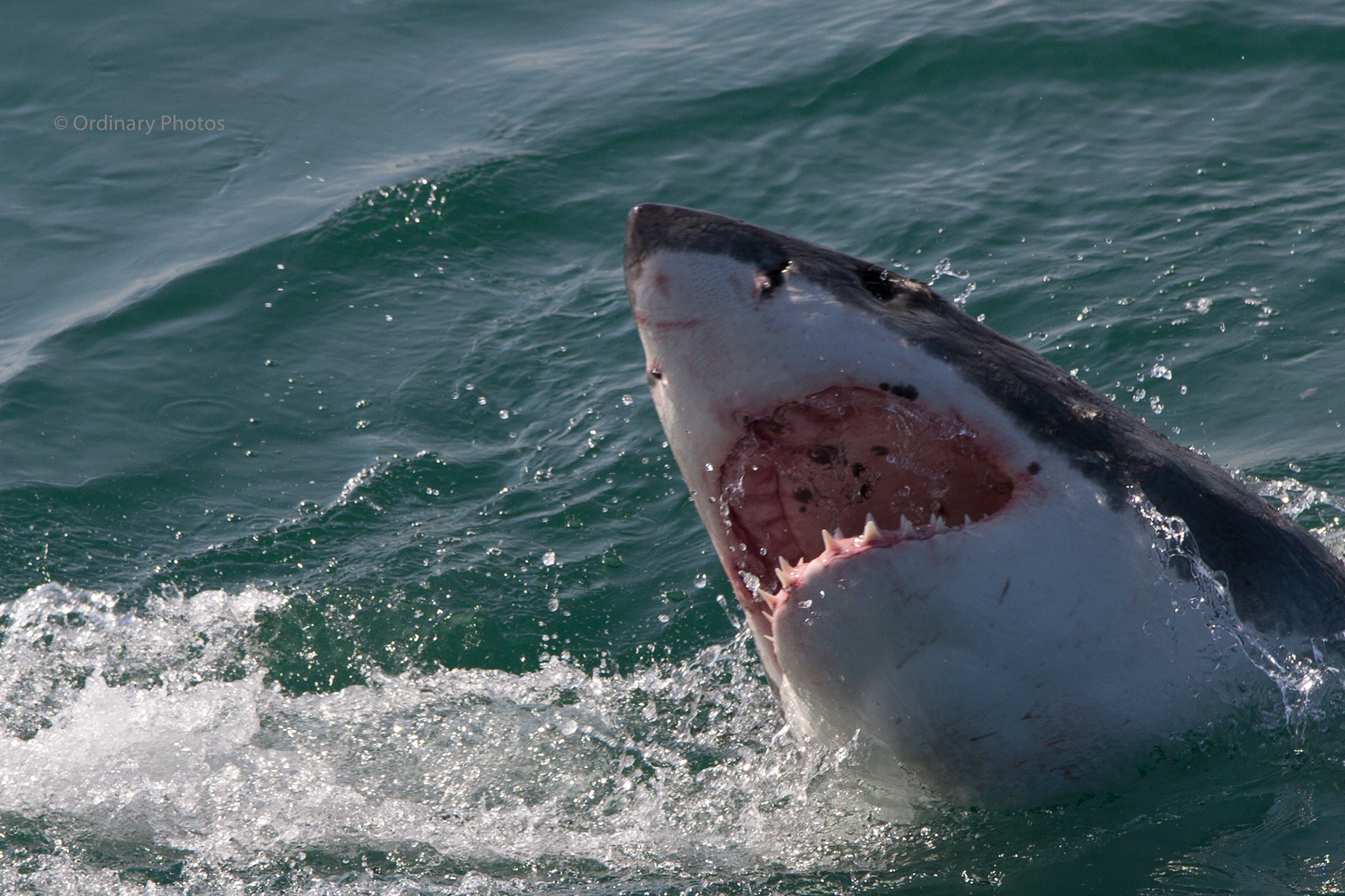The great white shark at Gansbaai