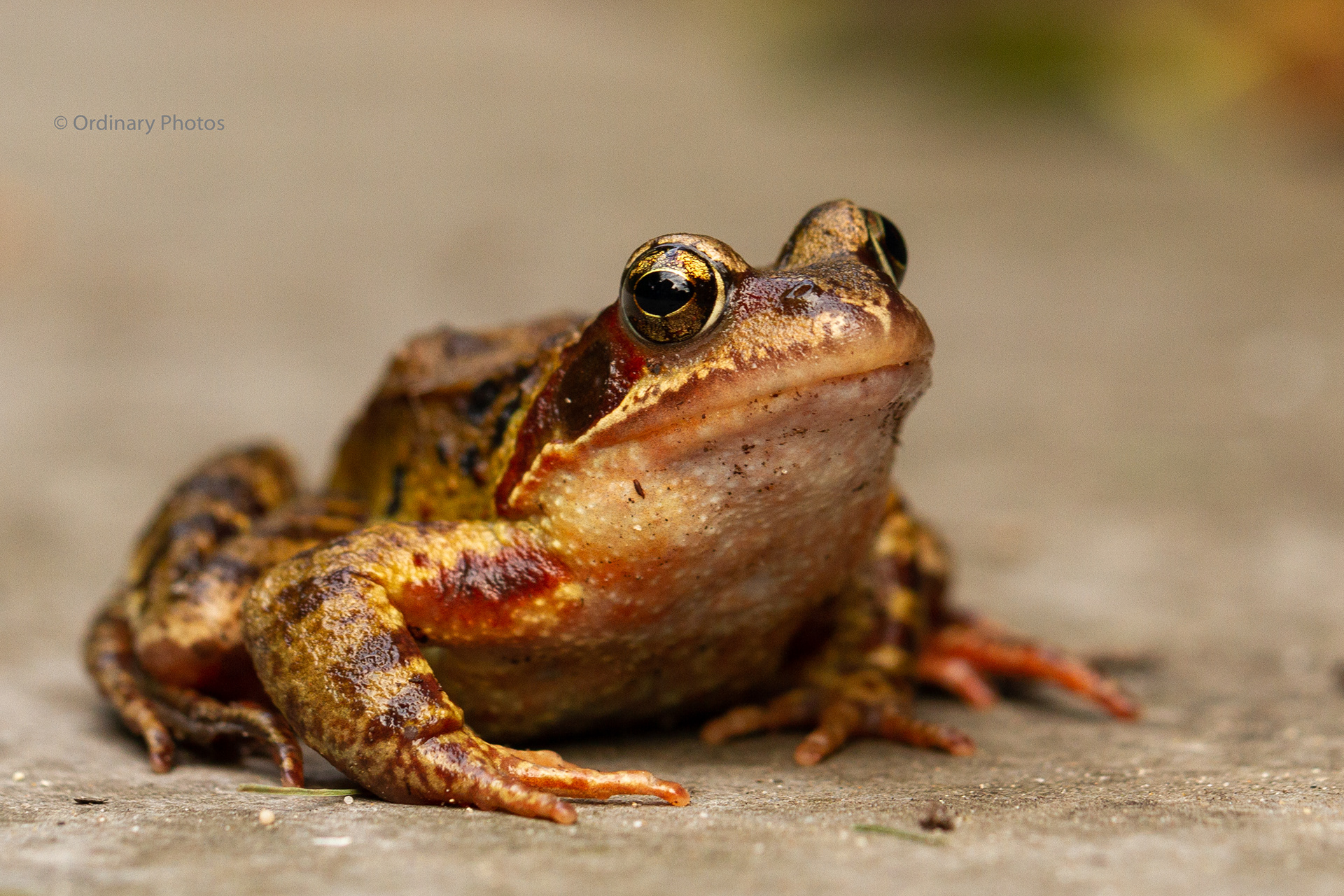 The European brown frog in Huis ter Heide