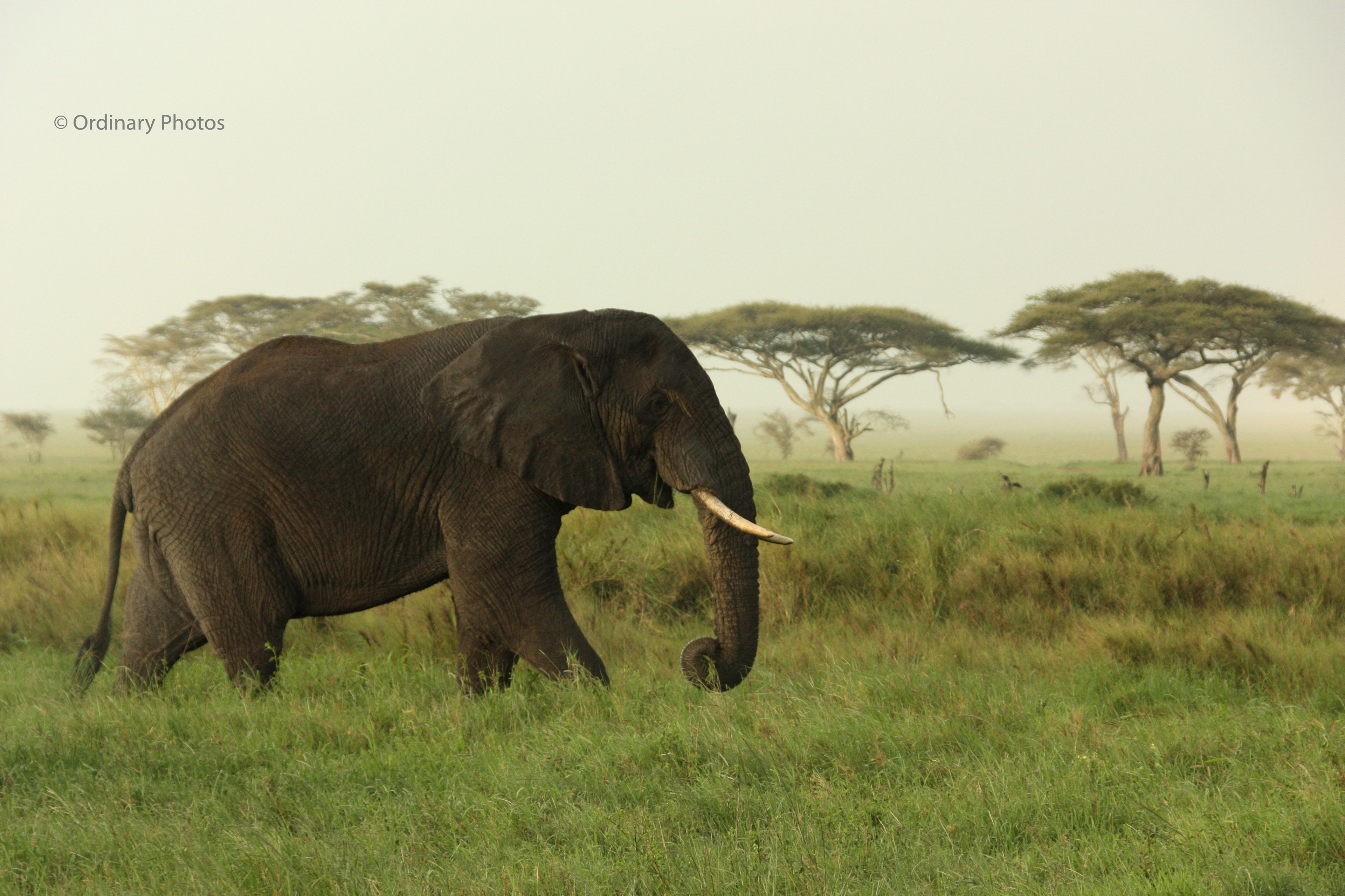 An elephant just before it rains in the Serengeti