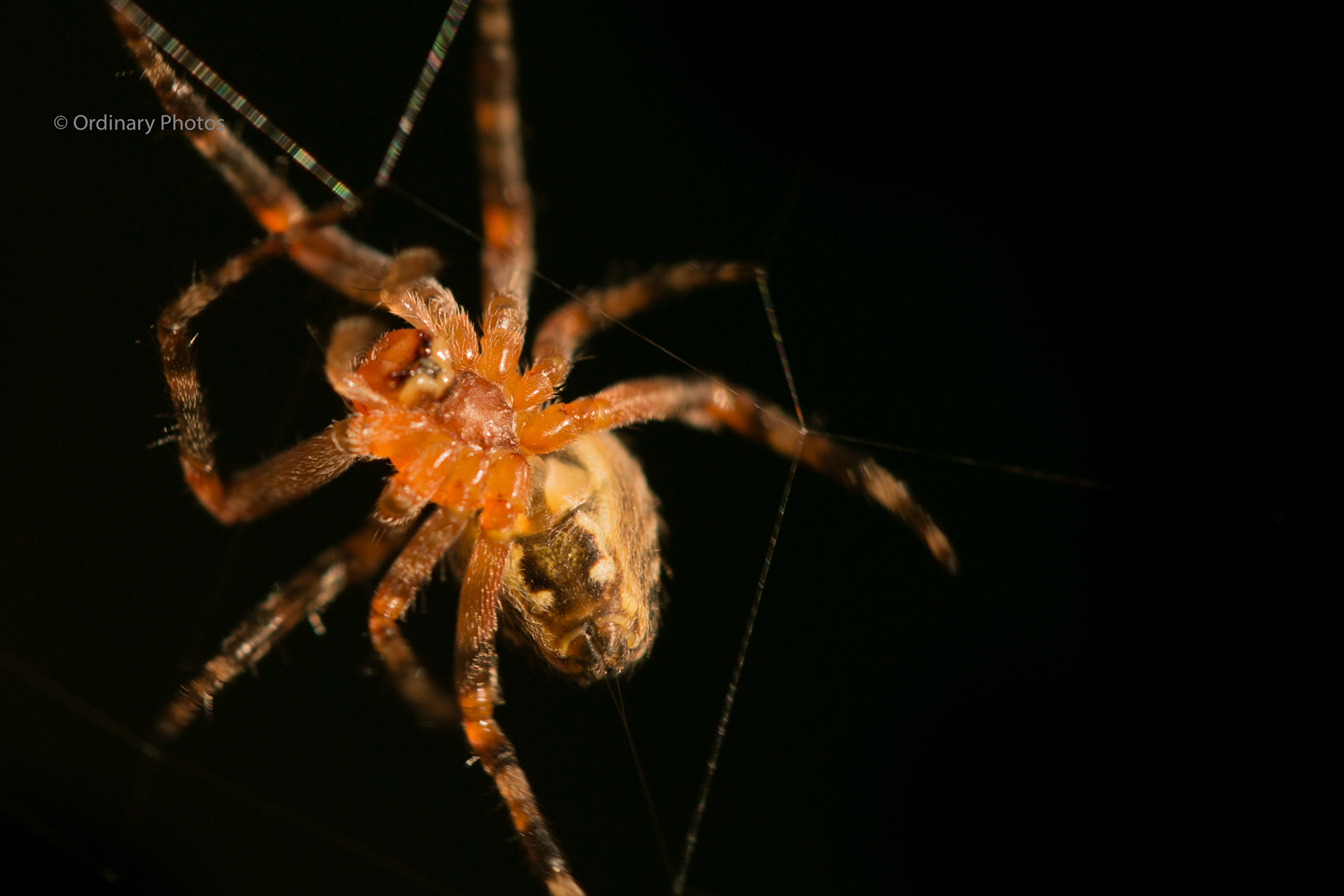 A garden spider against a black background