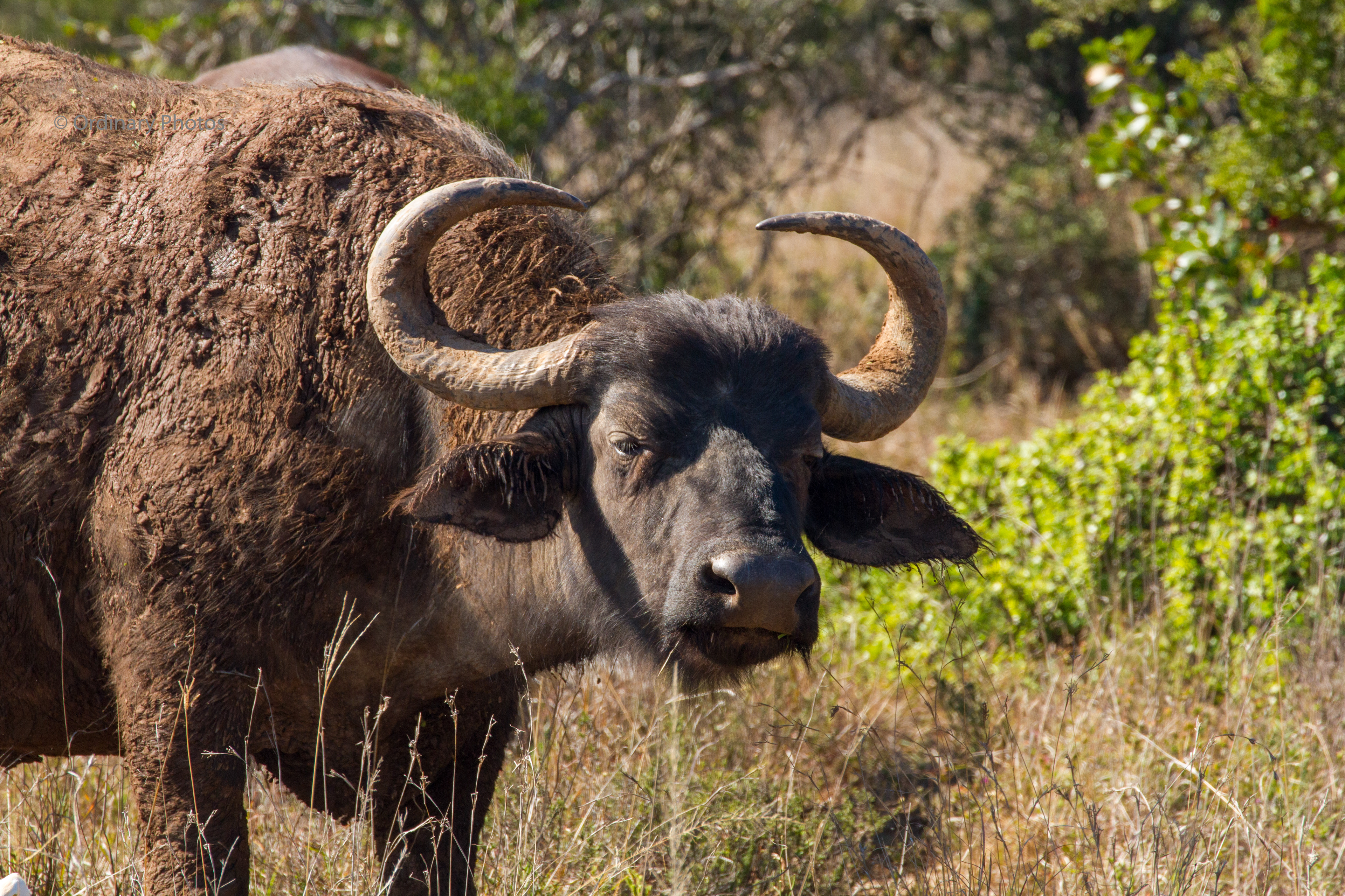 An African buffalo in the Schotia Safaris Private Game Reserve