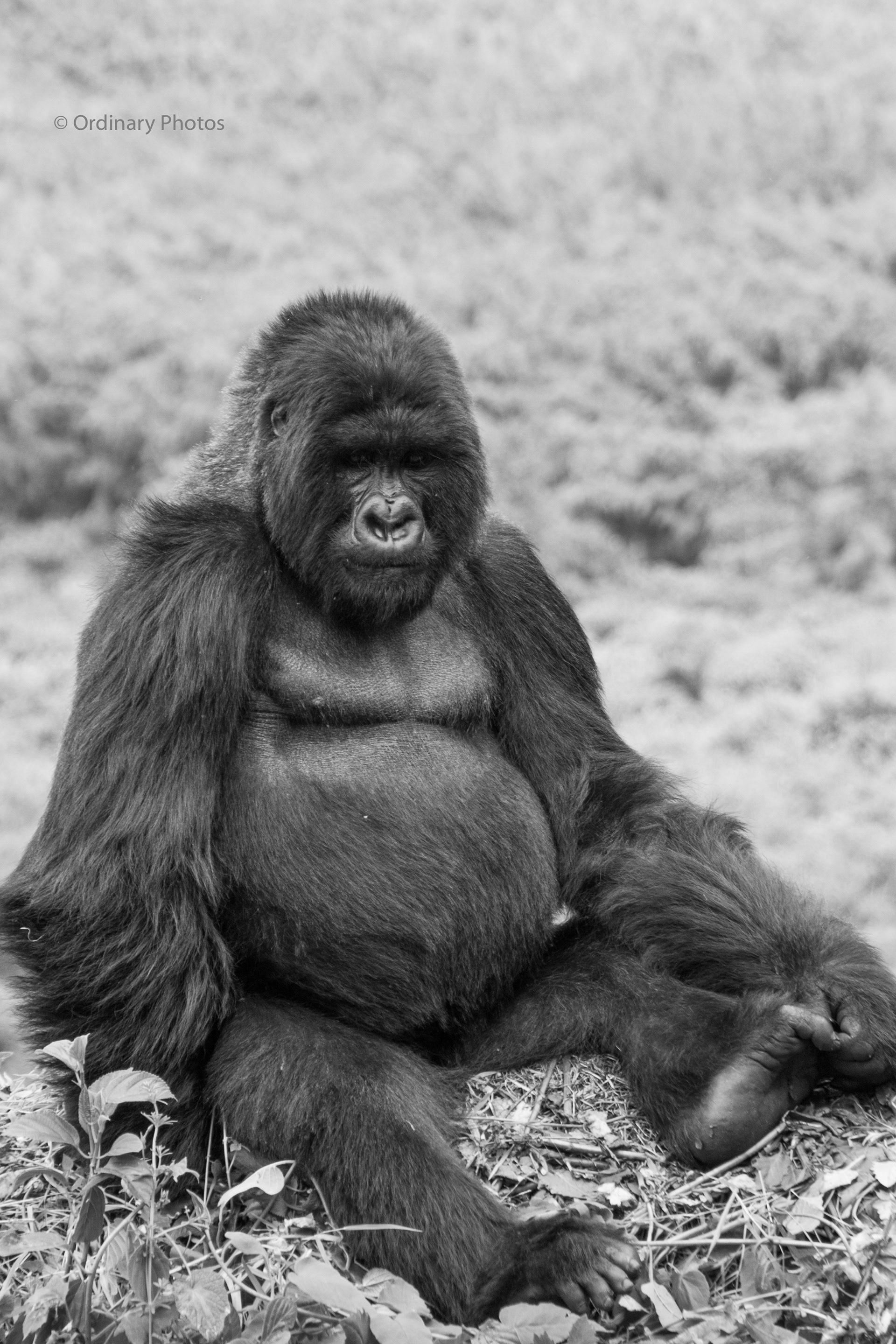 A silverback gorilla in Rwanda's Volcanoes National Park