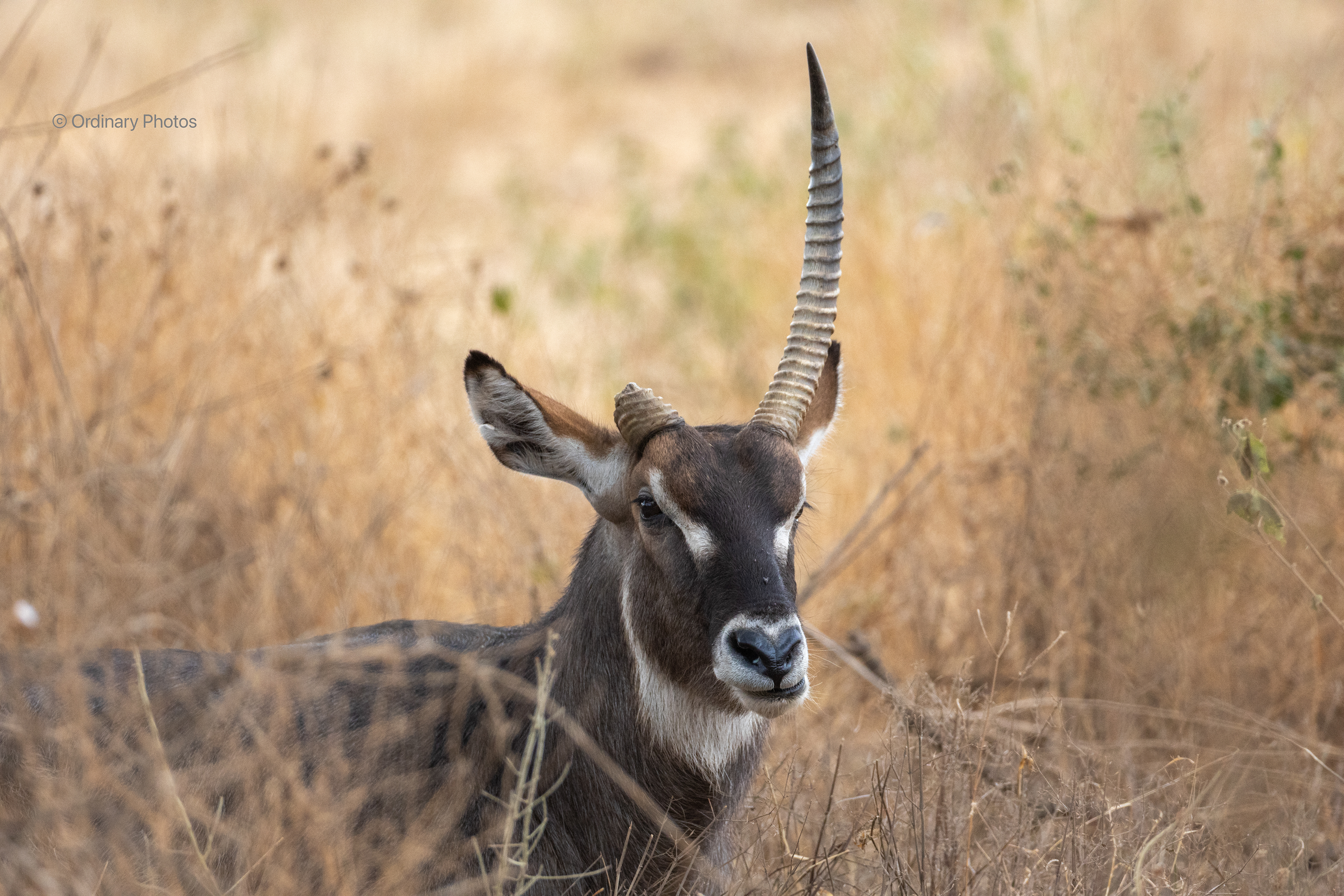 Waterbuck with one horn in Tsavo West