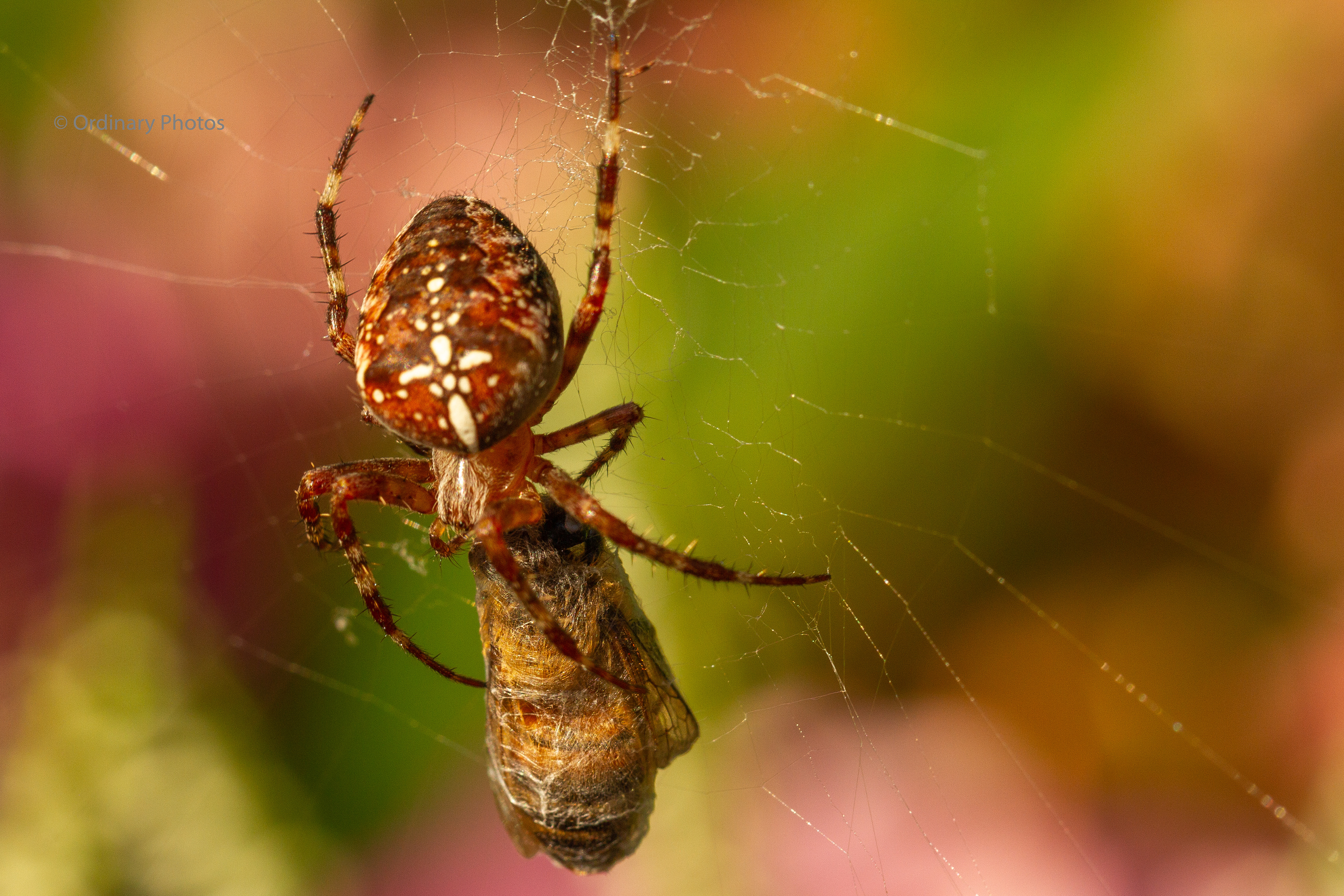 A spider with prey caught in its web