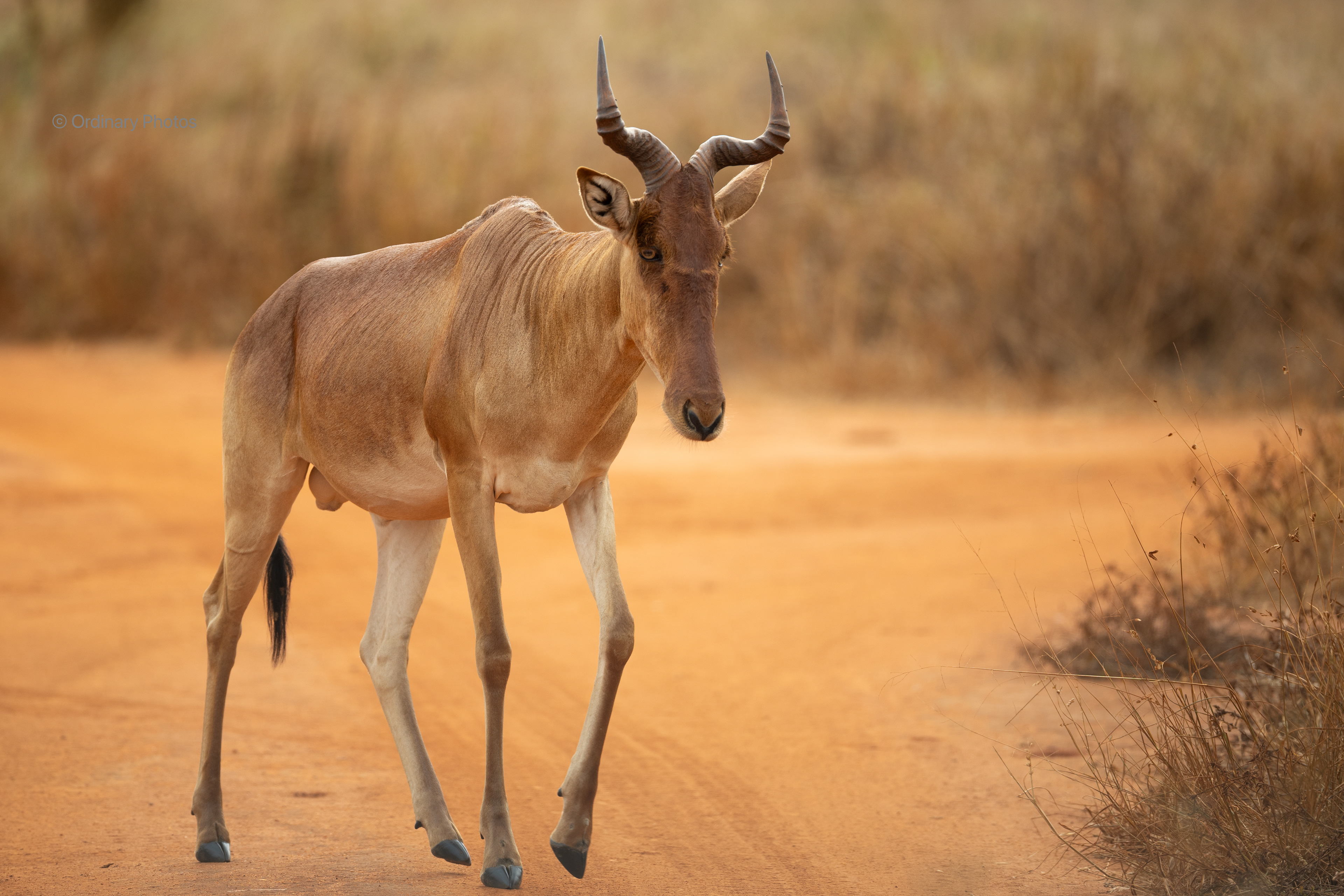 Hartebeest in the Taita Hills Wildlife Sanctuary