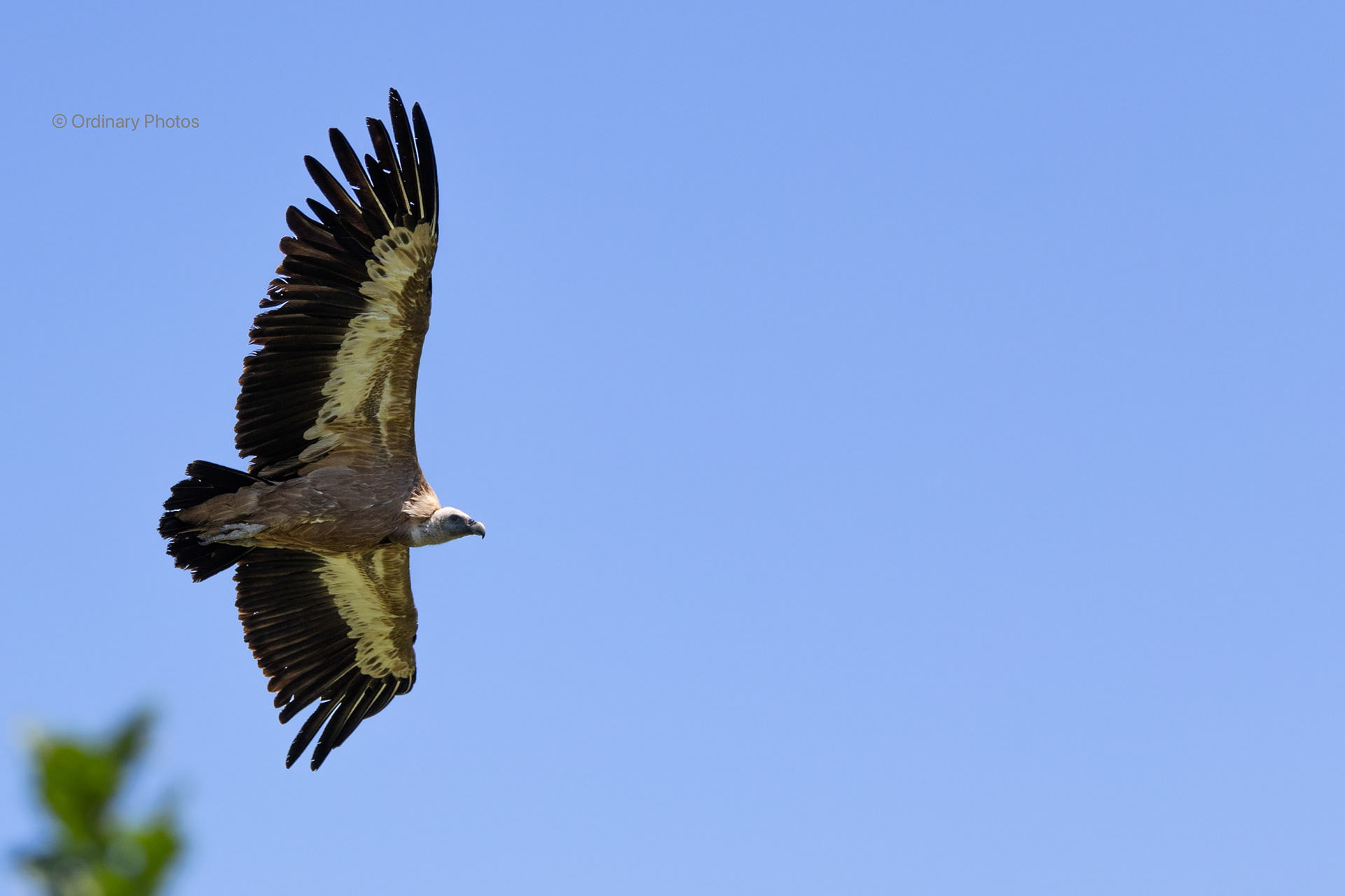 Griffon vulture seen while hiking the Cirque de Saint-Marcellin trail in France