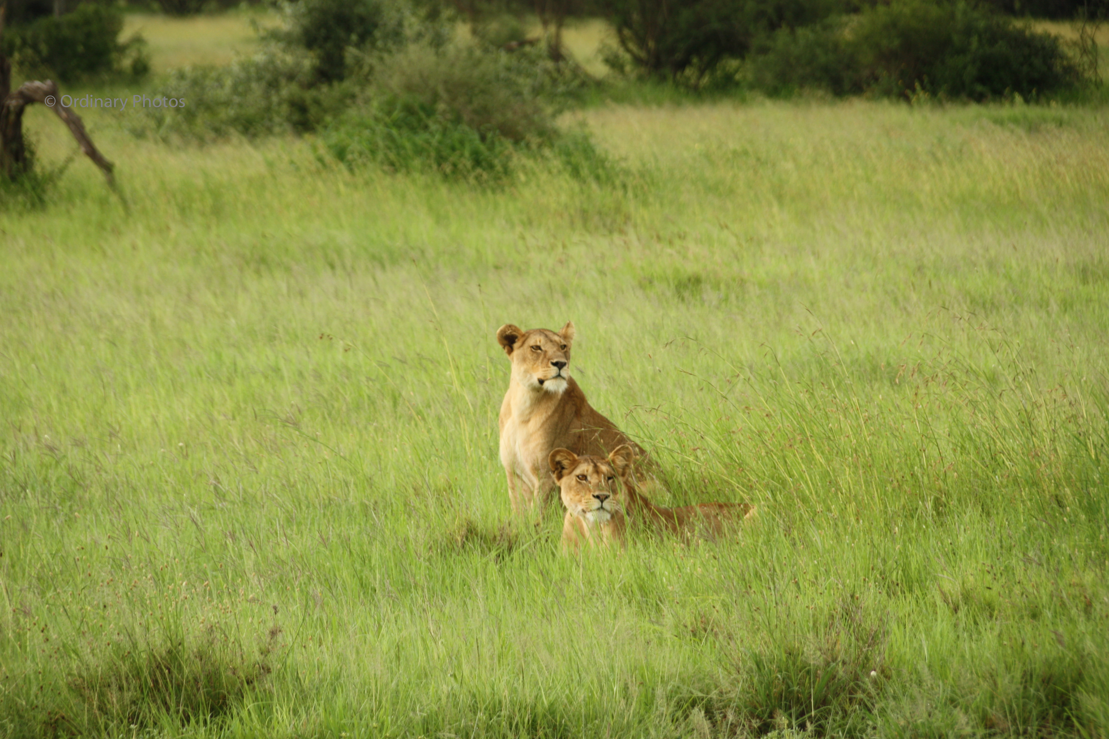 Twee leeuwinnen in het gras van de Serengeti