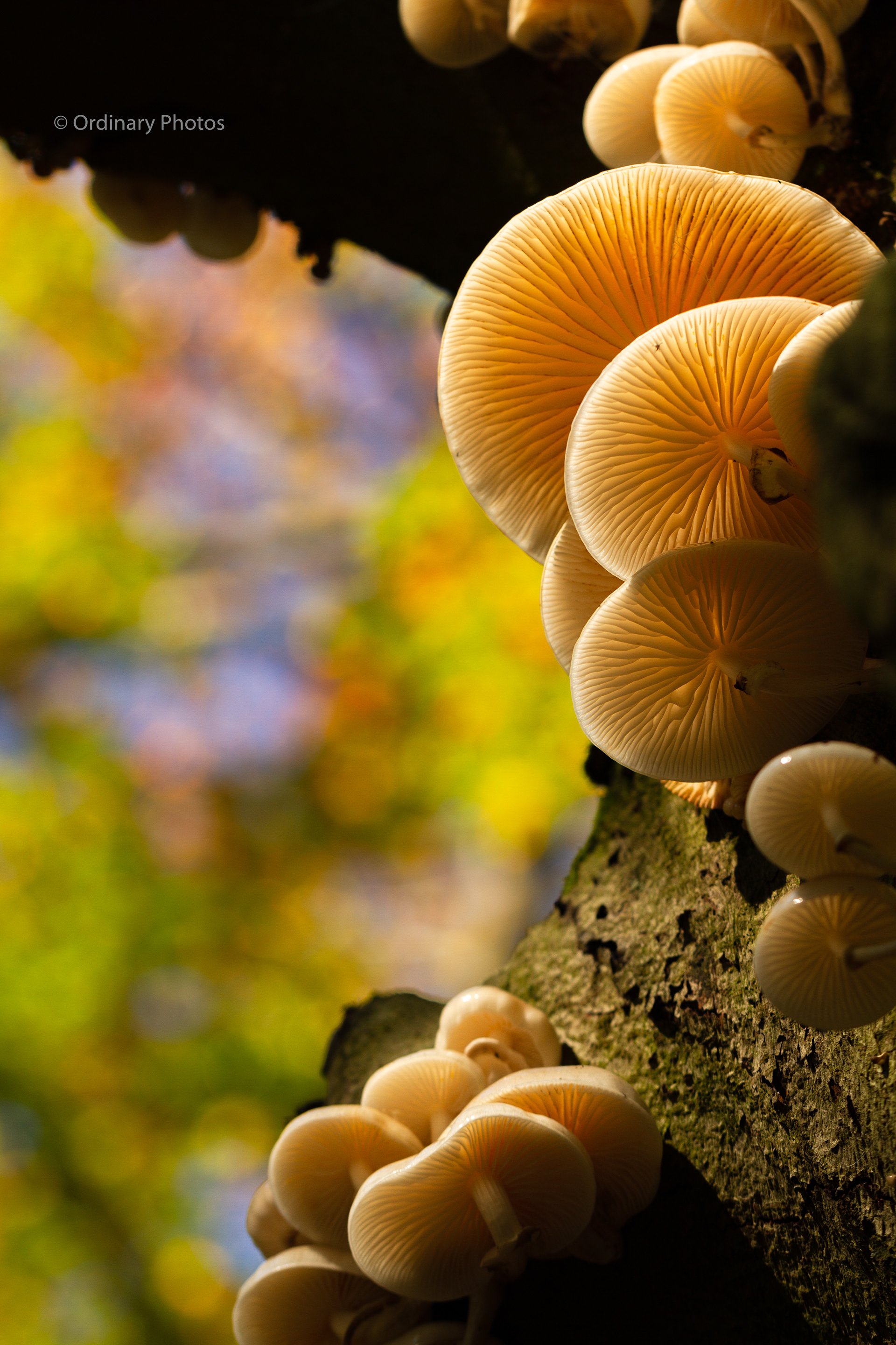Porcelain fungus on a dead beech in the Zeisterbos