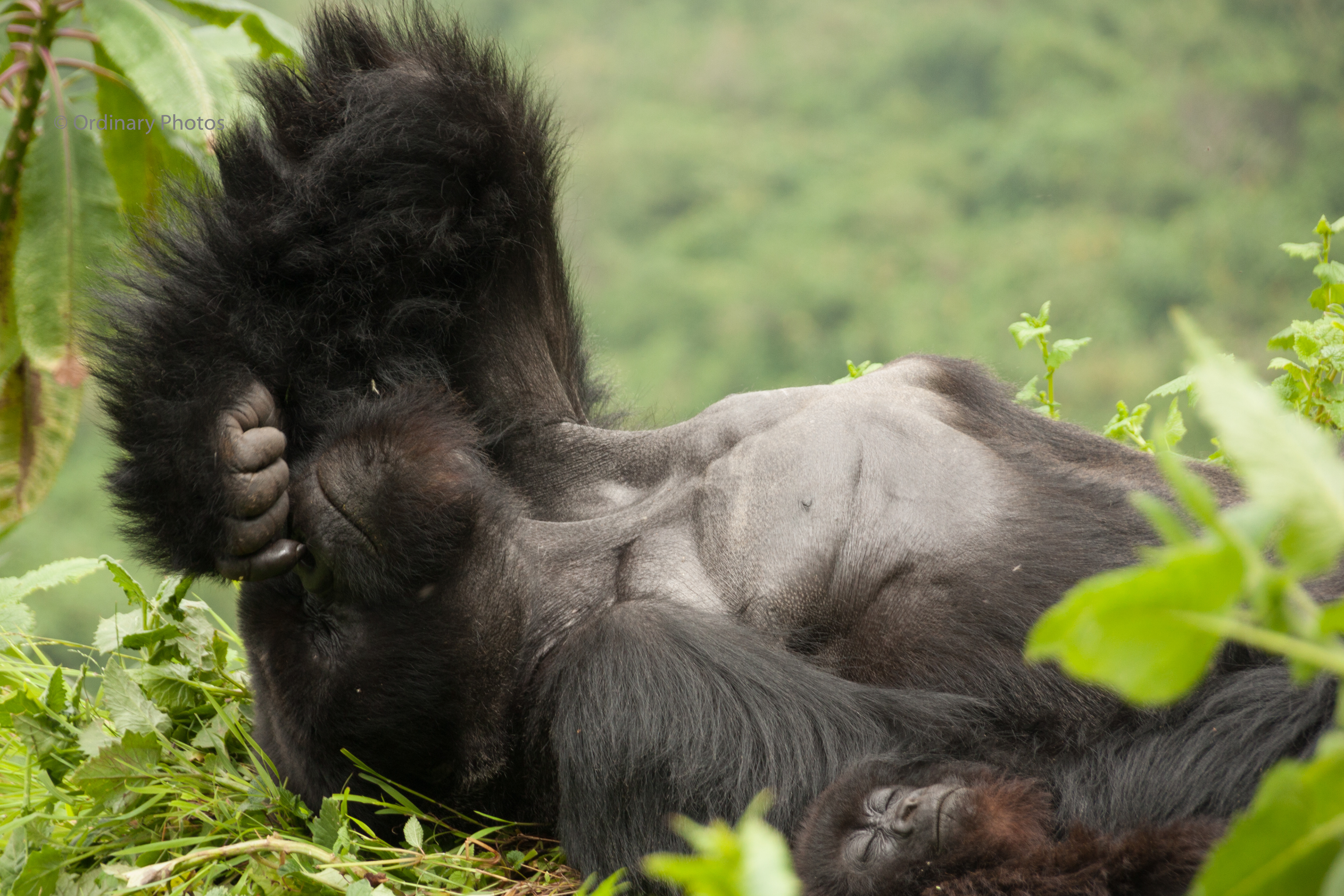 A sleeping mountain gorilla with a cub in Rwanda's Volcanoes National Park
