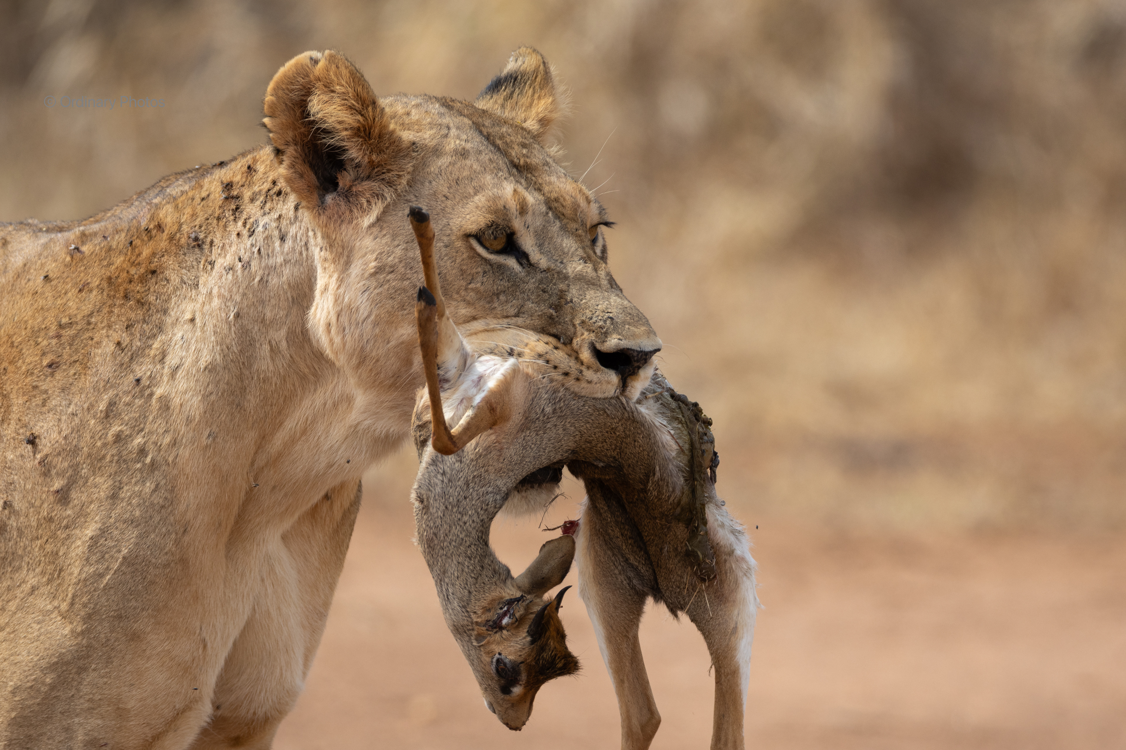 A dik-dik caught by a lioness in Tsavo East