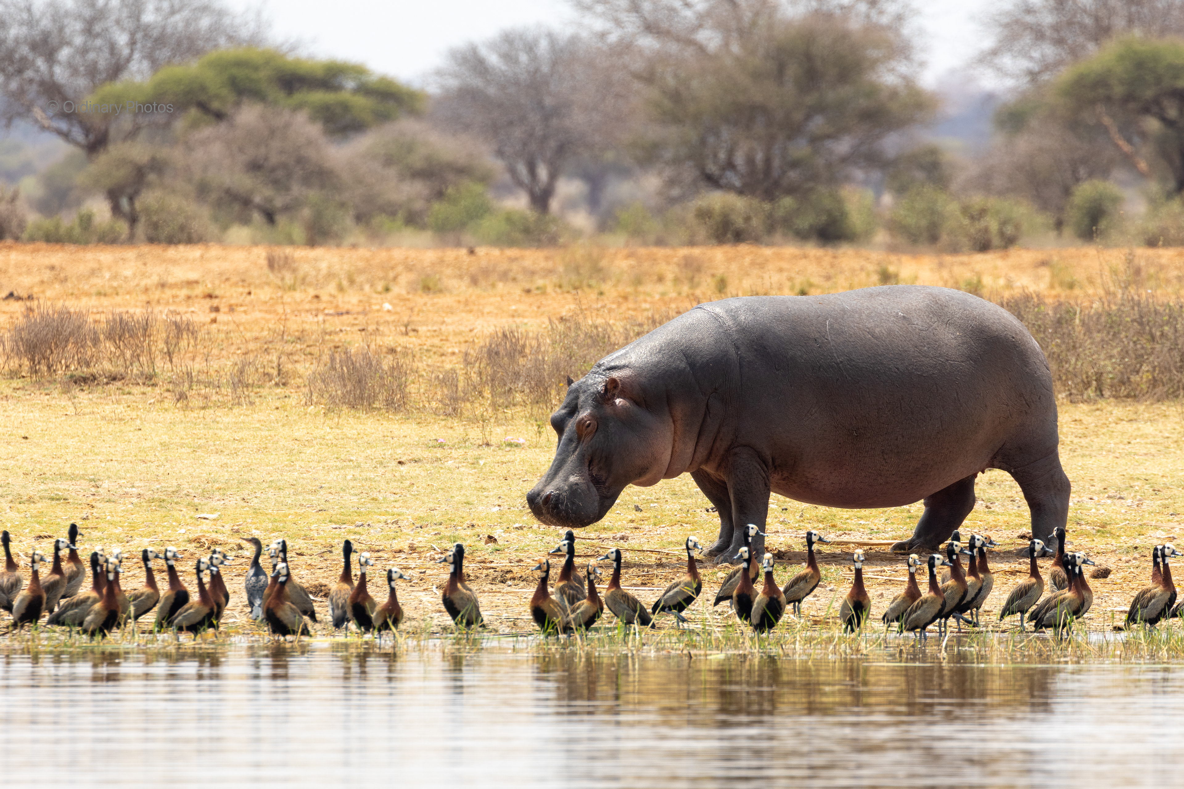 A hippo at Lake Jipe in Tsavo West (southern part)