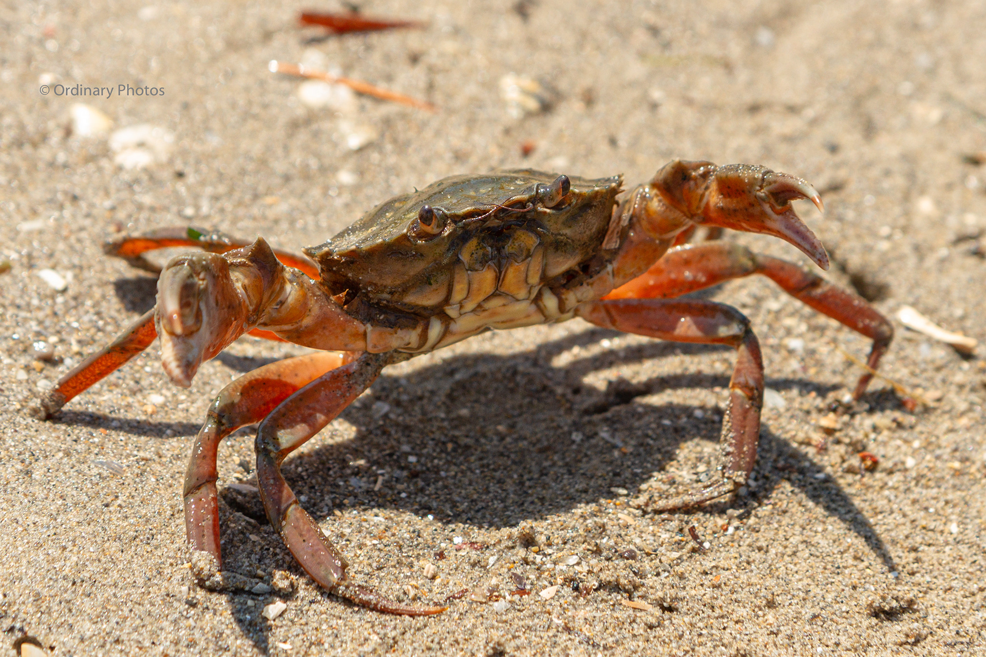 A close-up photo of a crab on the beach of Grado, Italy