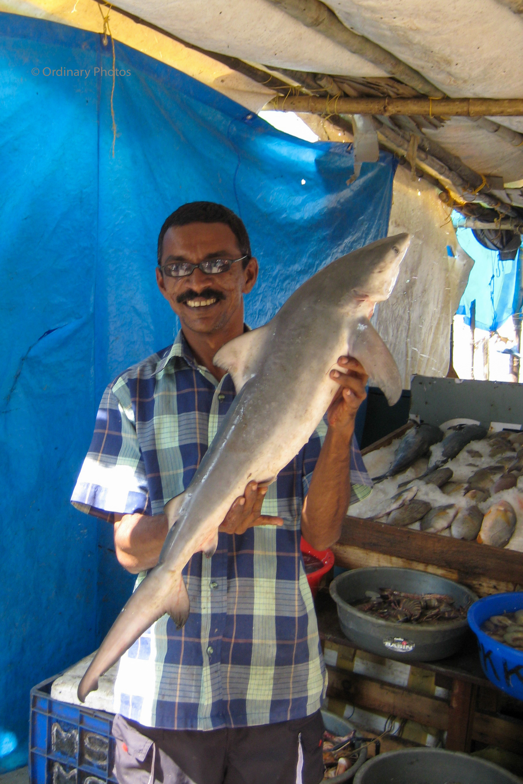 A little shark for sale in Fort Kochi
