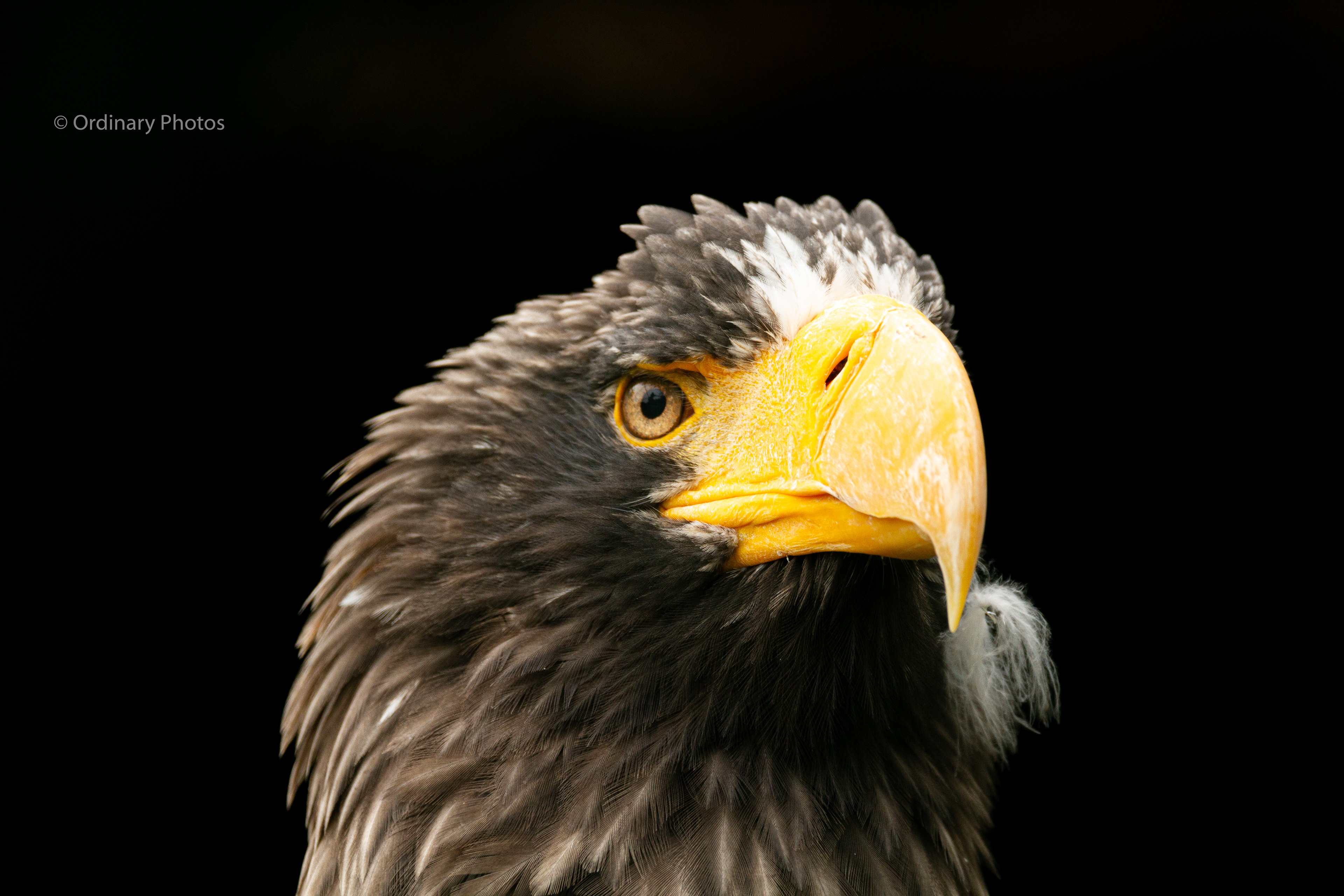 The Steller's sea eagle of Vogelpark Avifauna