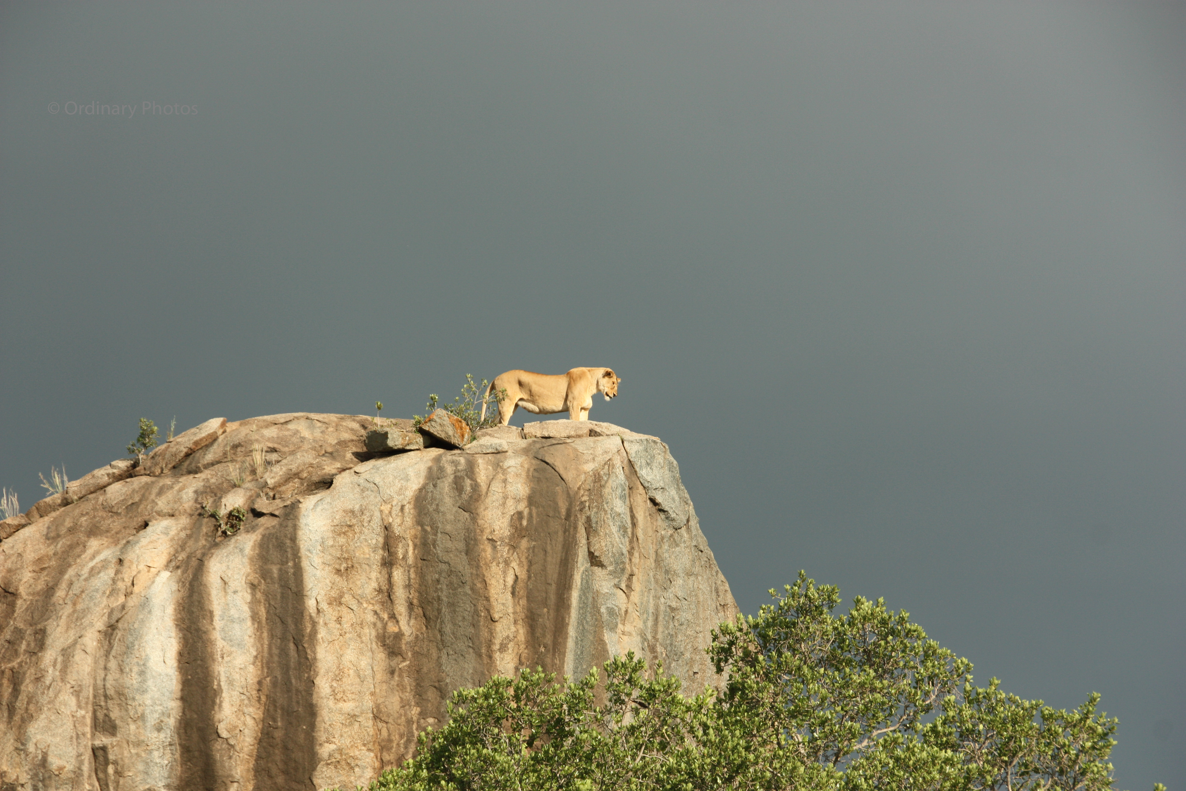 The lion queen on her rock
