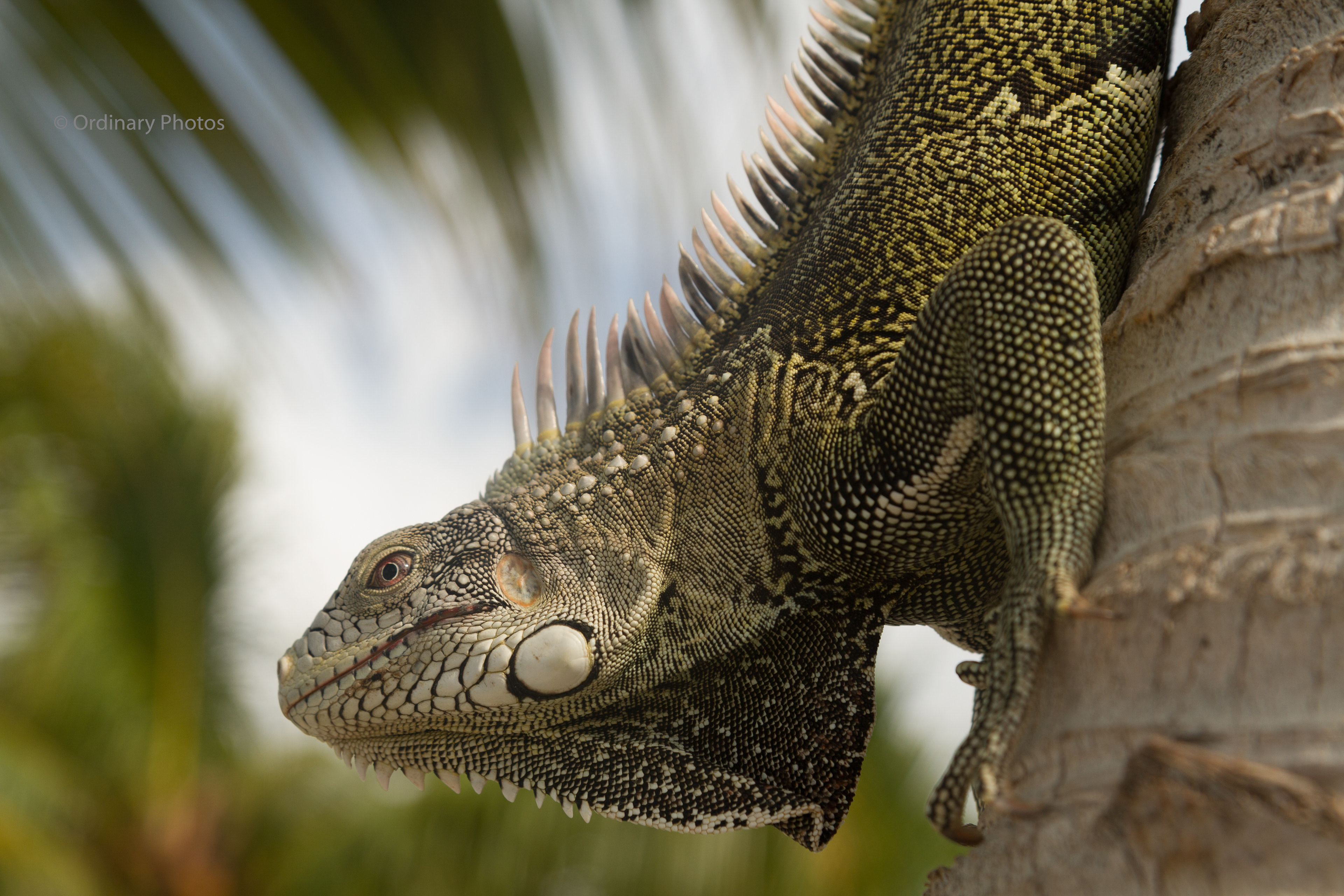 A green iguana on Curaçao