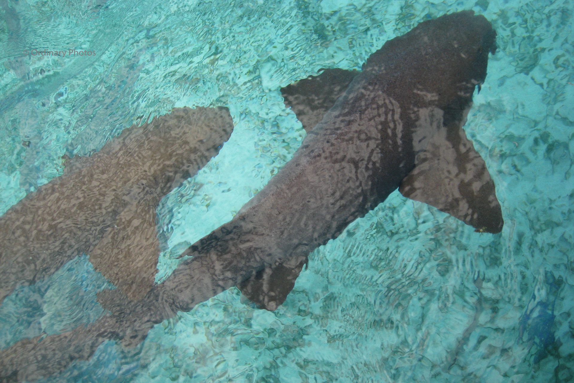 Nurse sharks in Belize during a sailing tour