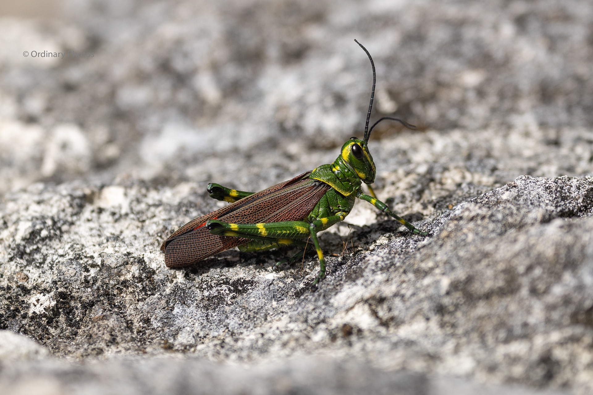 A green and yellow grasshopper with red wings in the jungle of Calakmul, Mexico