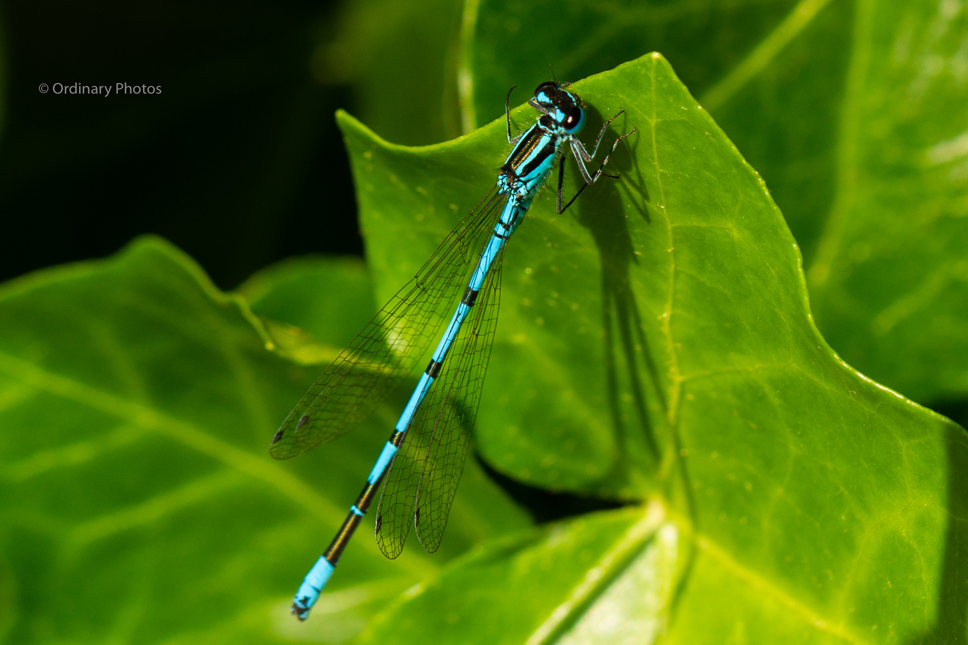 An azure damselfly in the back garden in Huis ter Heide