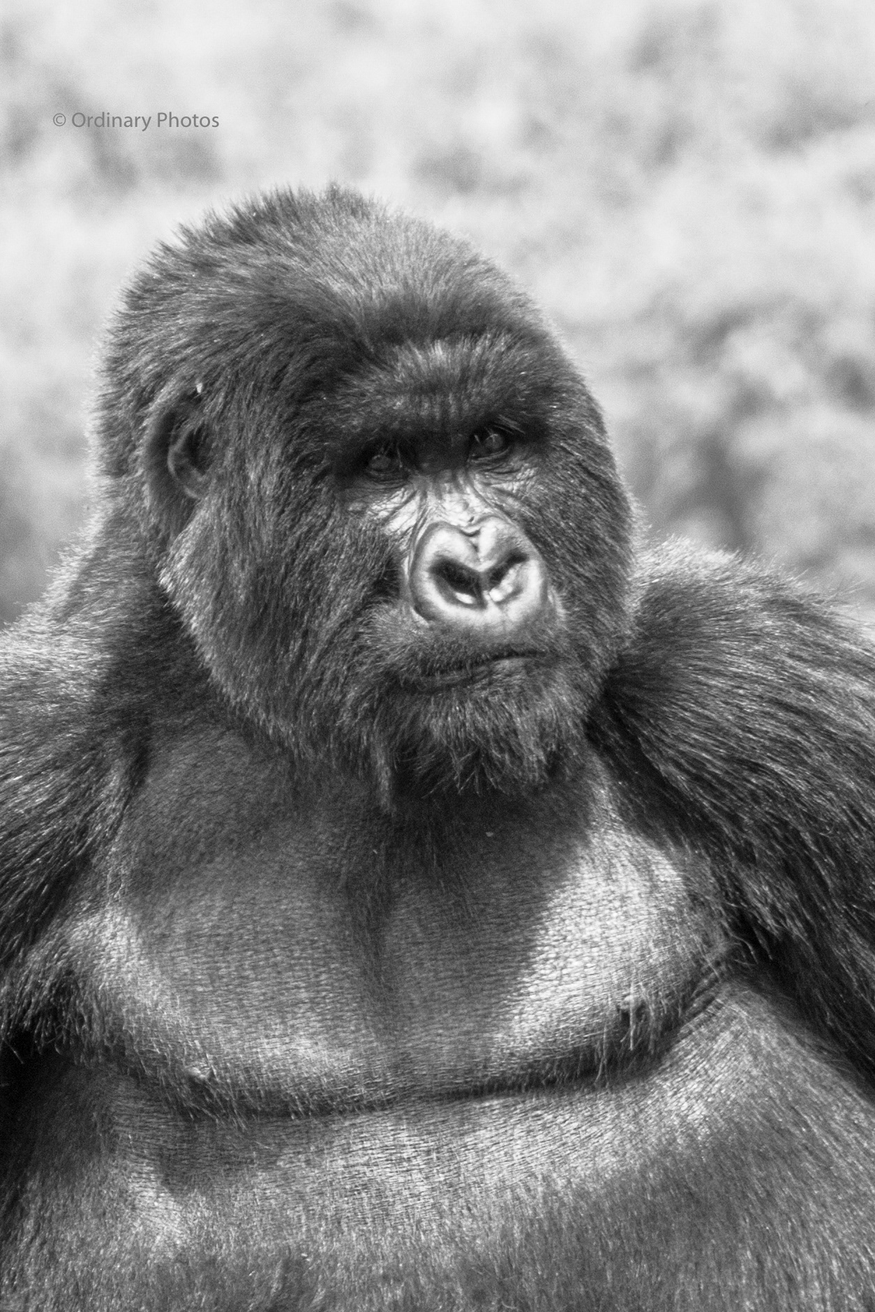 Portrait of a silverback gorilla in Rwanda