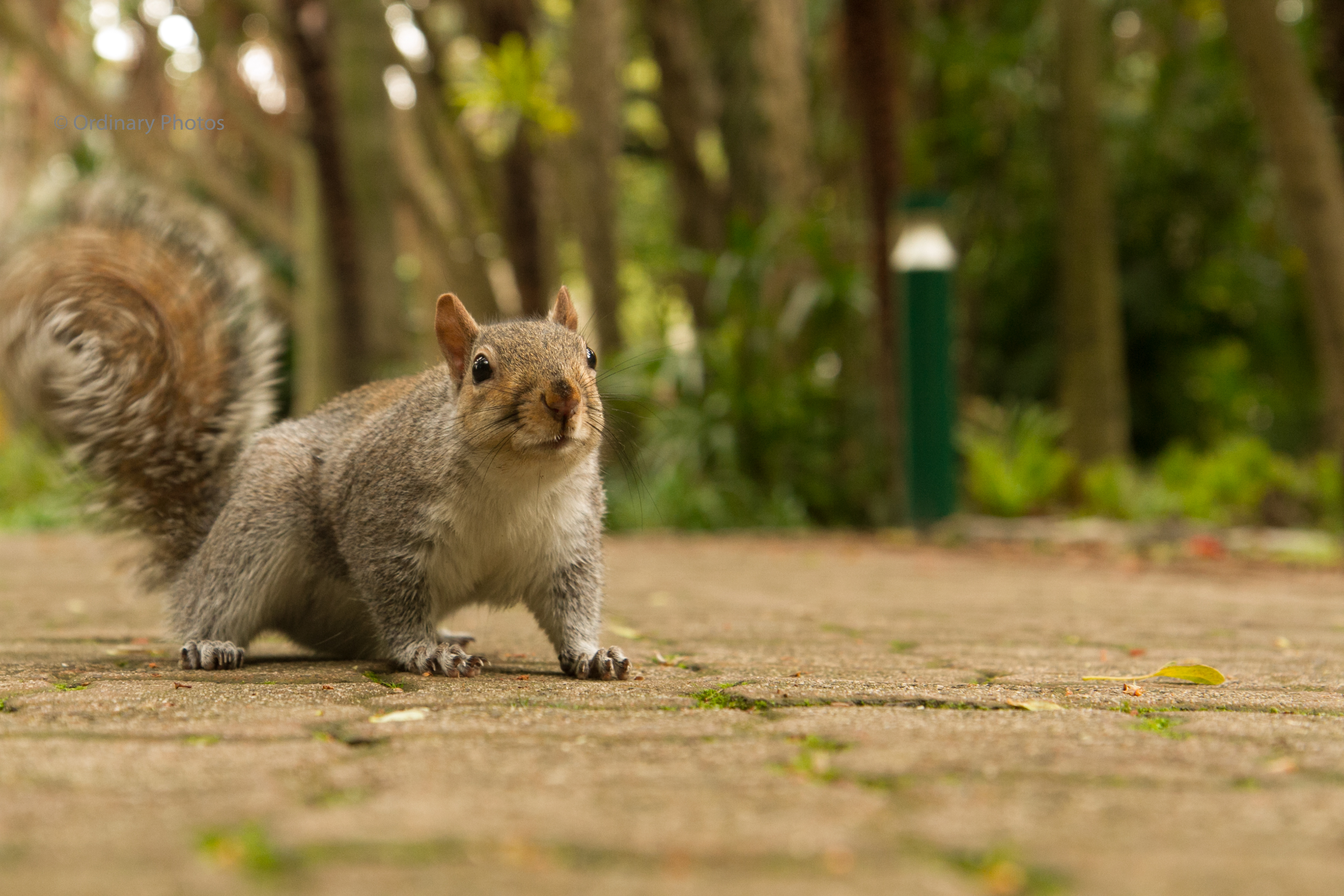 A squirrel in Company's Garden in Cape Town