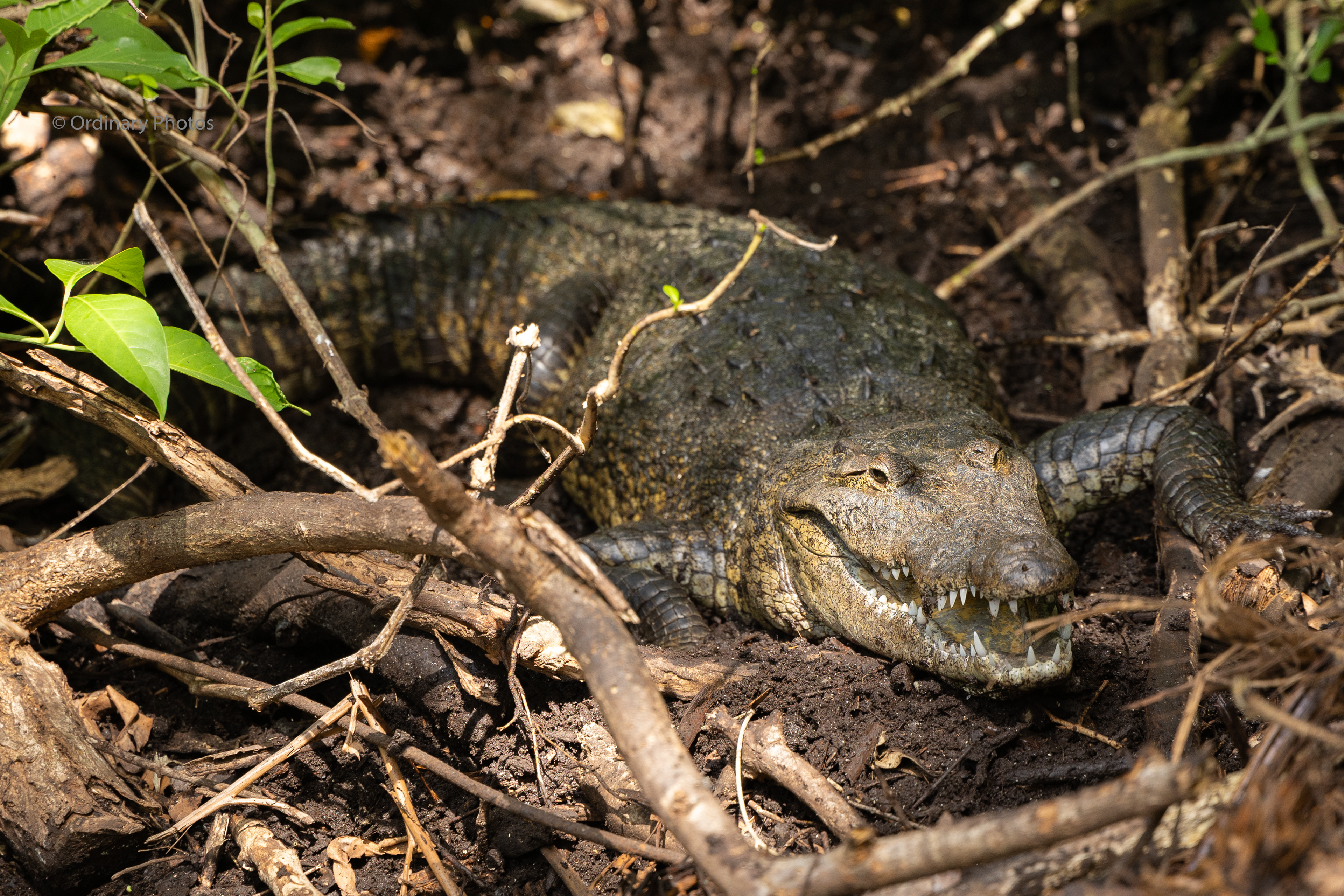 A crocodile in Ría Lagartos Biosphere Reserve